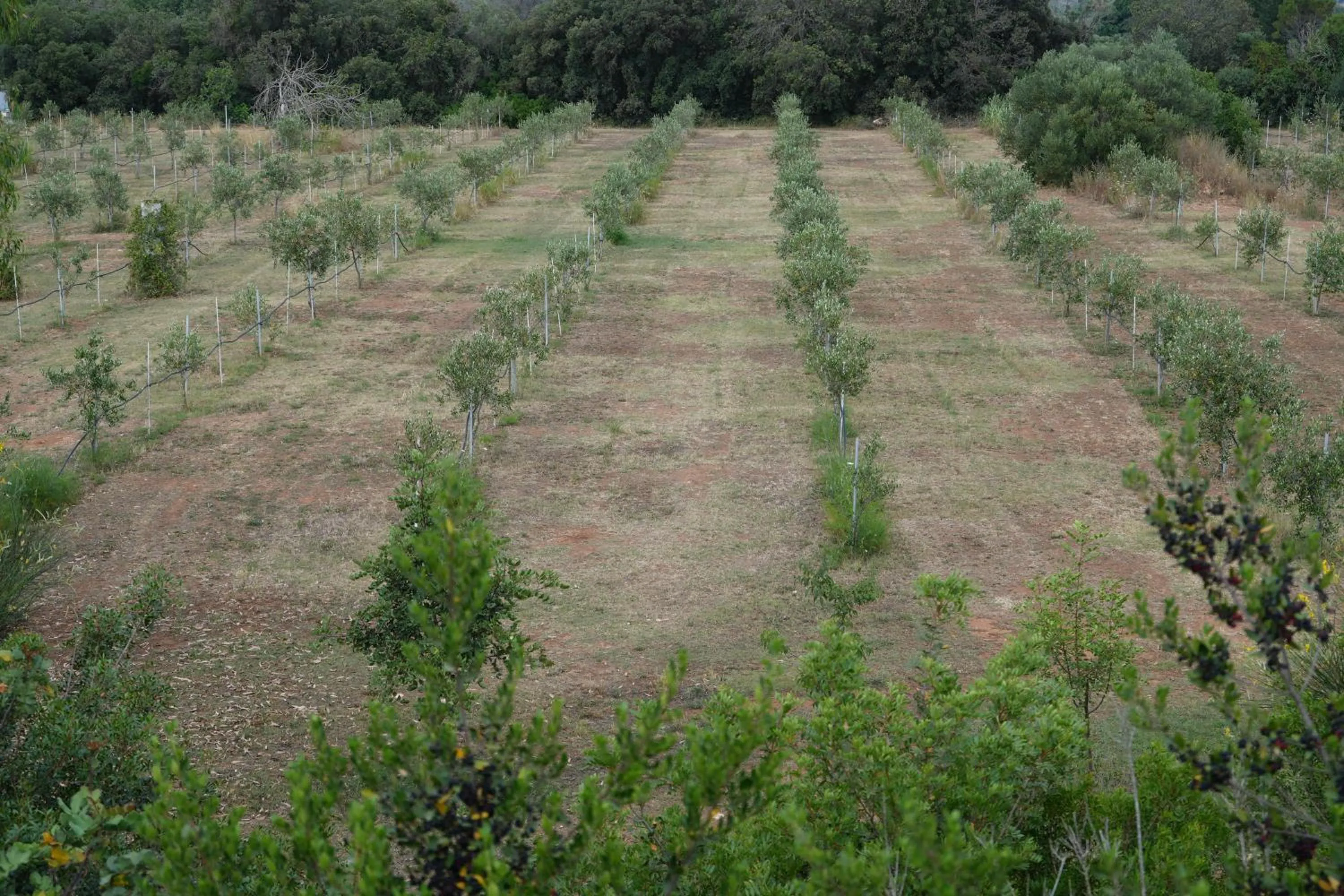 Garden view in Masseria Agriturismo Faresalento