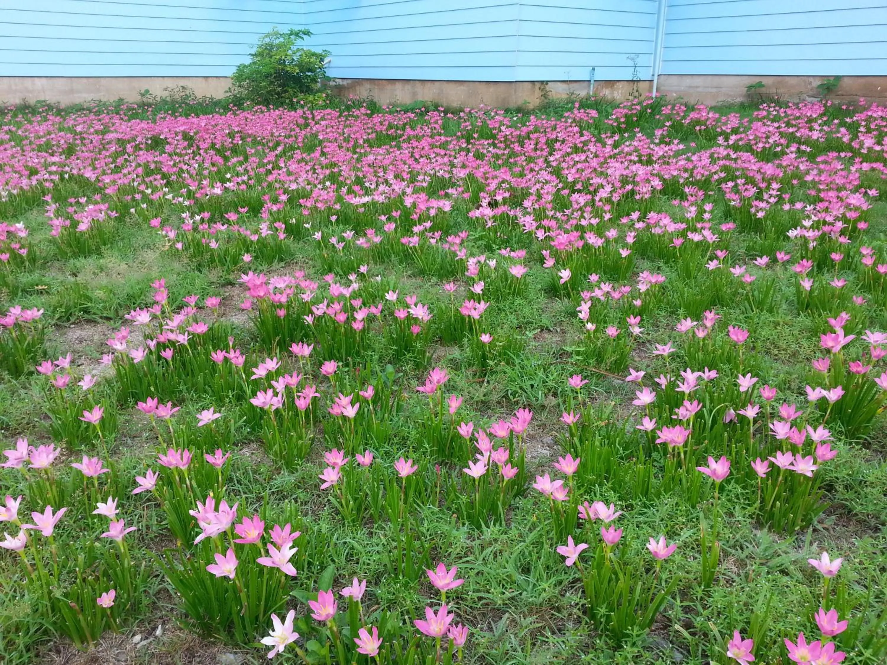 Area and facilities in Happy Days Resort