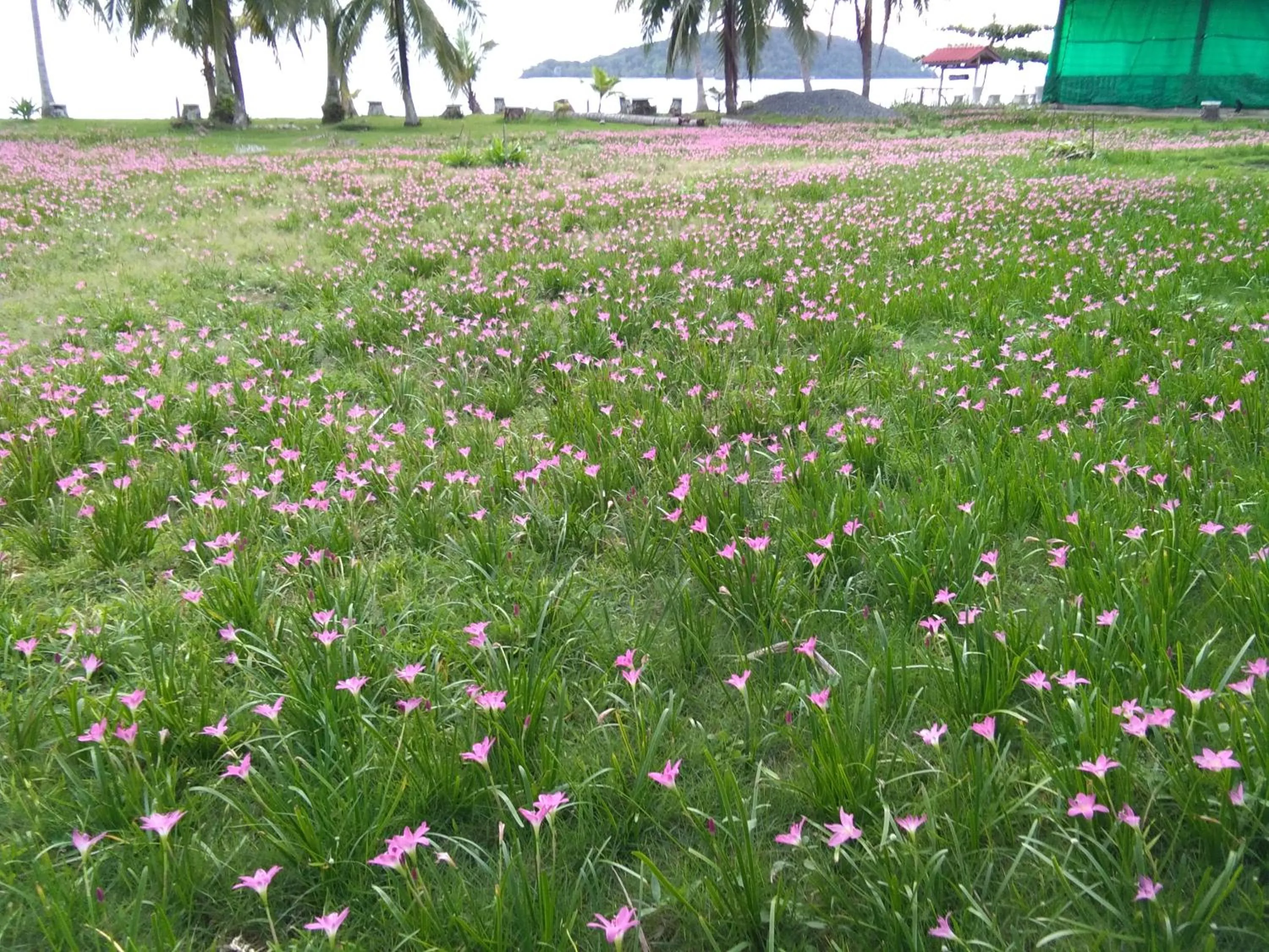 Natural landscape in Happy Days Resort
