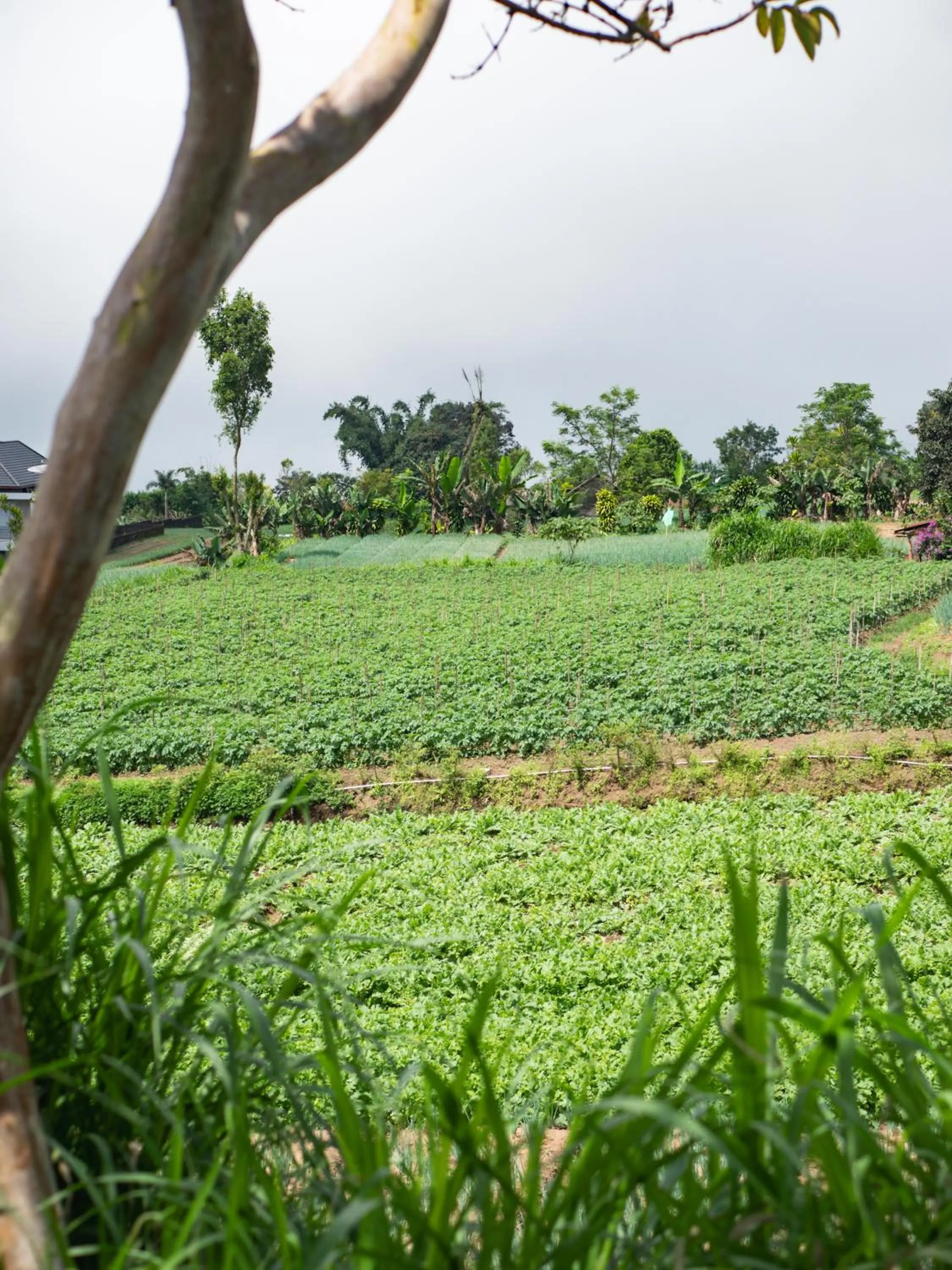 Balcony/Terrace in Catu Glamping Bedugul