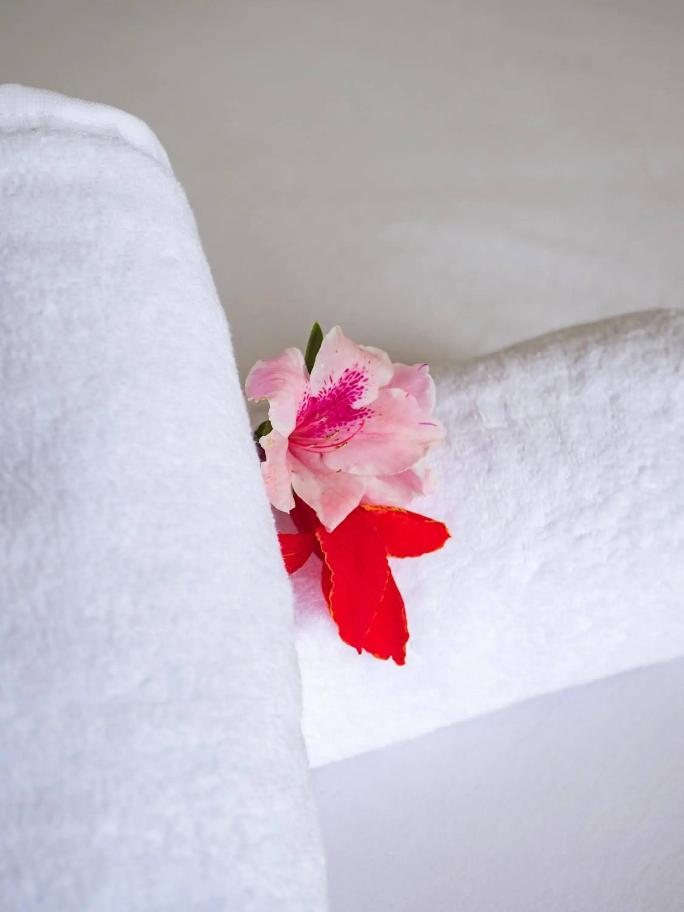 Photo of the whole room, Bed in Catu Glamping Bedugul Photo of the whole room, Bed in Catu Glamping Bedugul