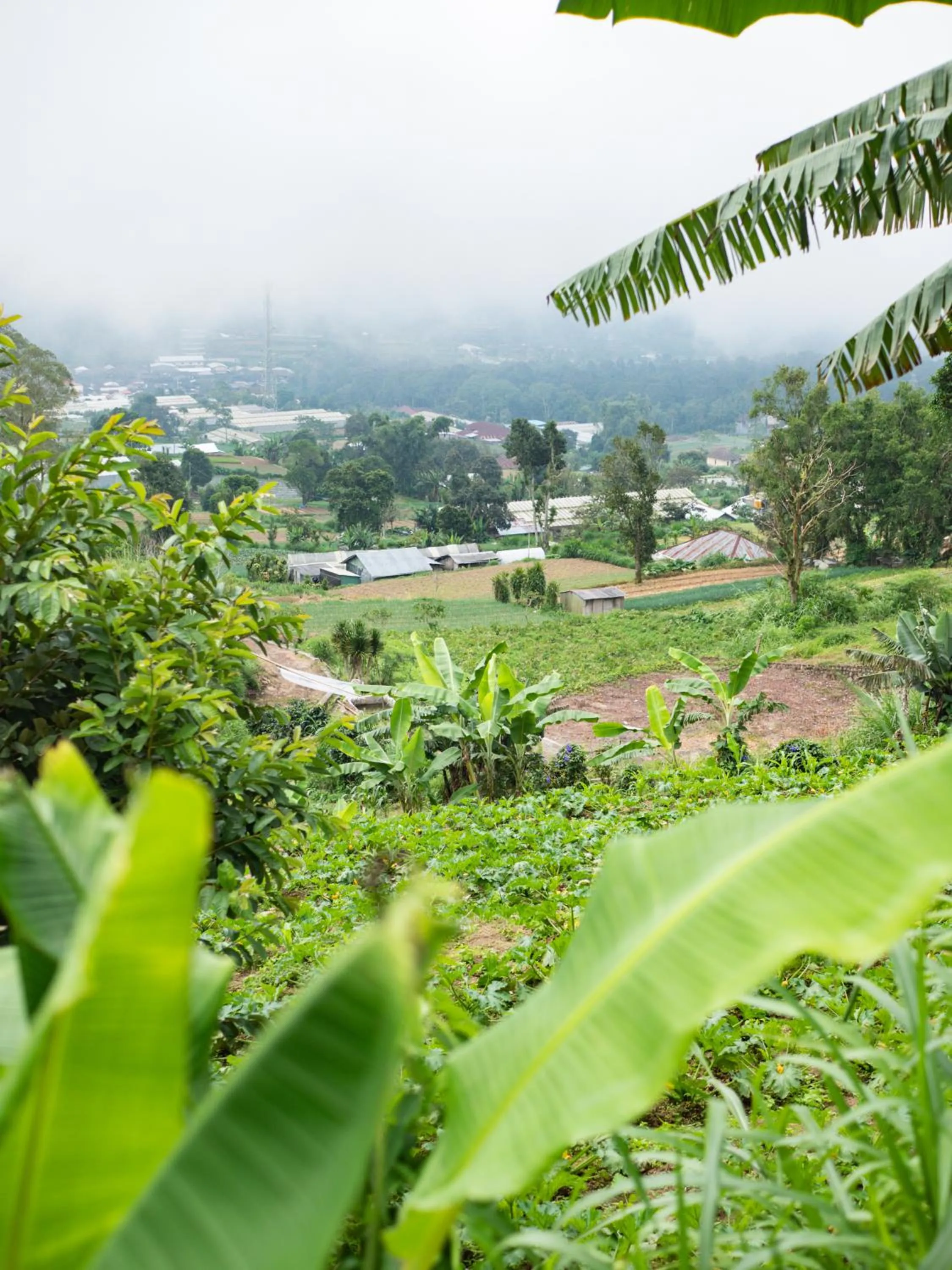 Garden in Catu Glamping Bedugul