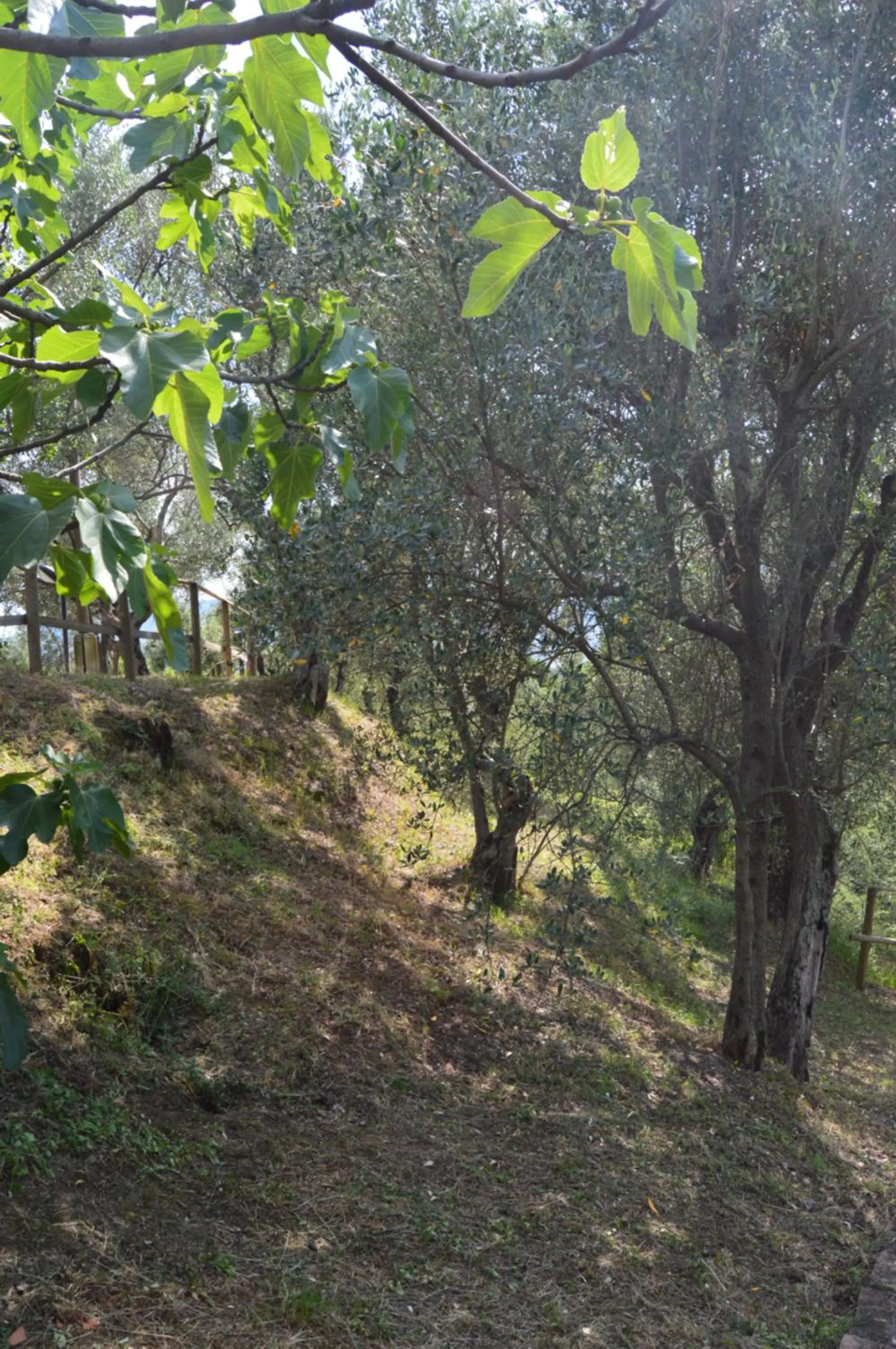 Garden in Casa Sarticola