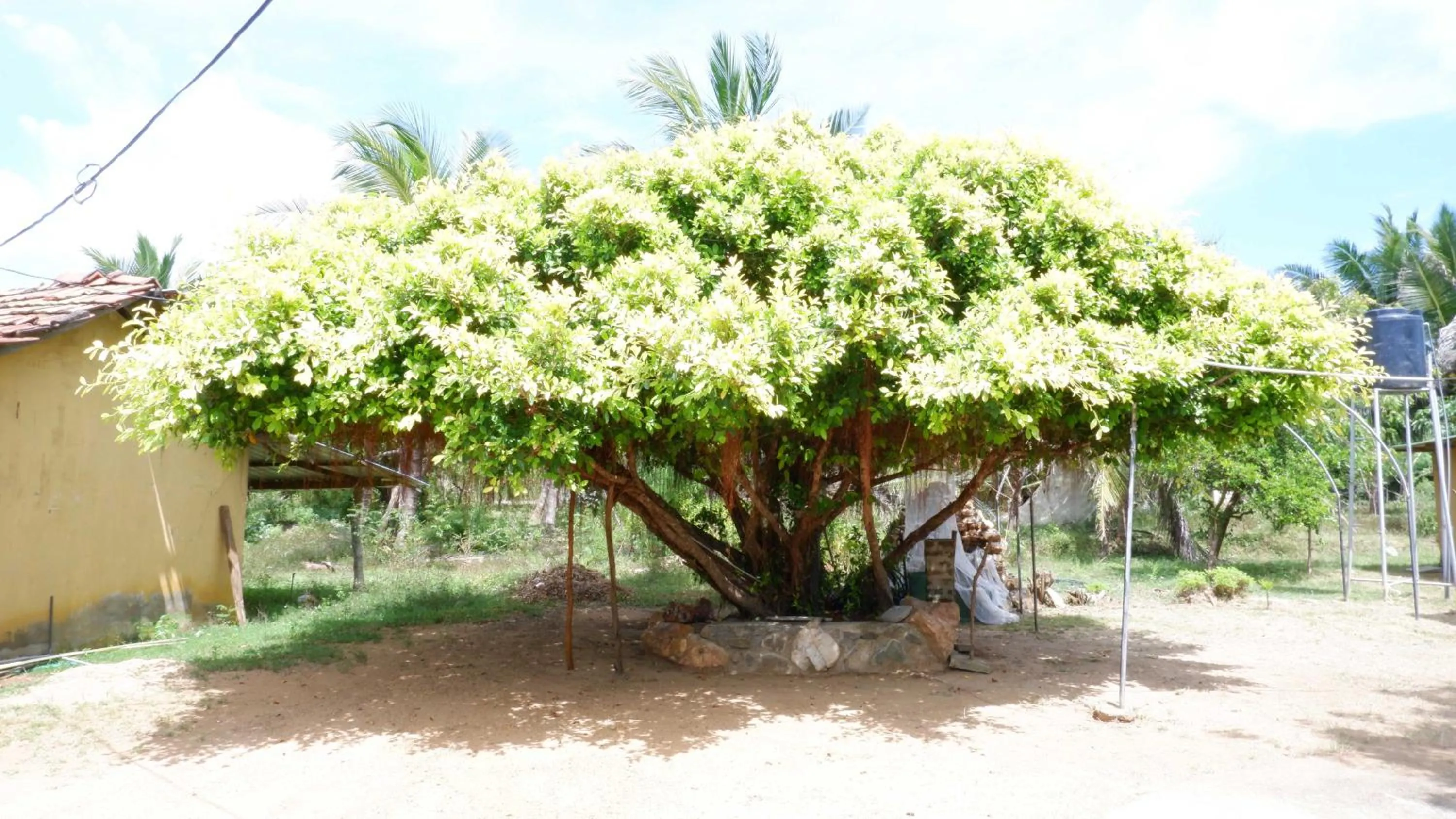 Spring in Attale Resort
