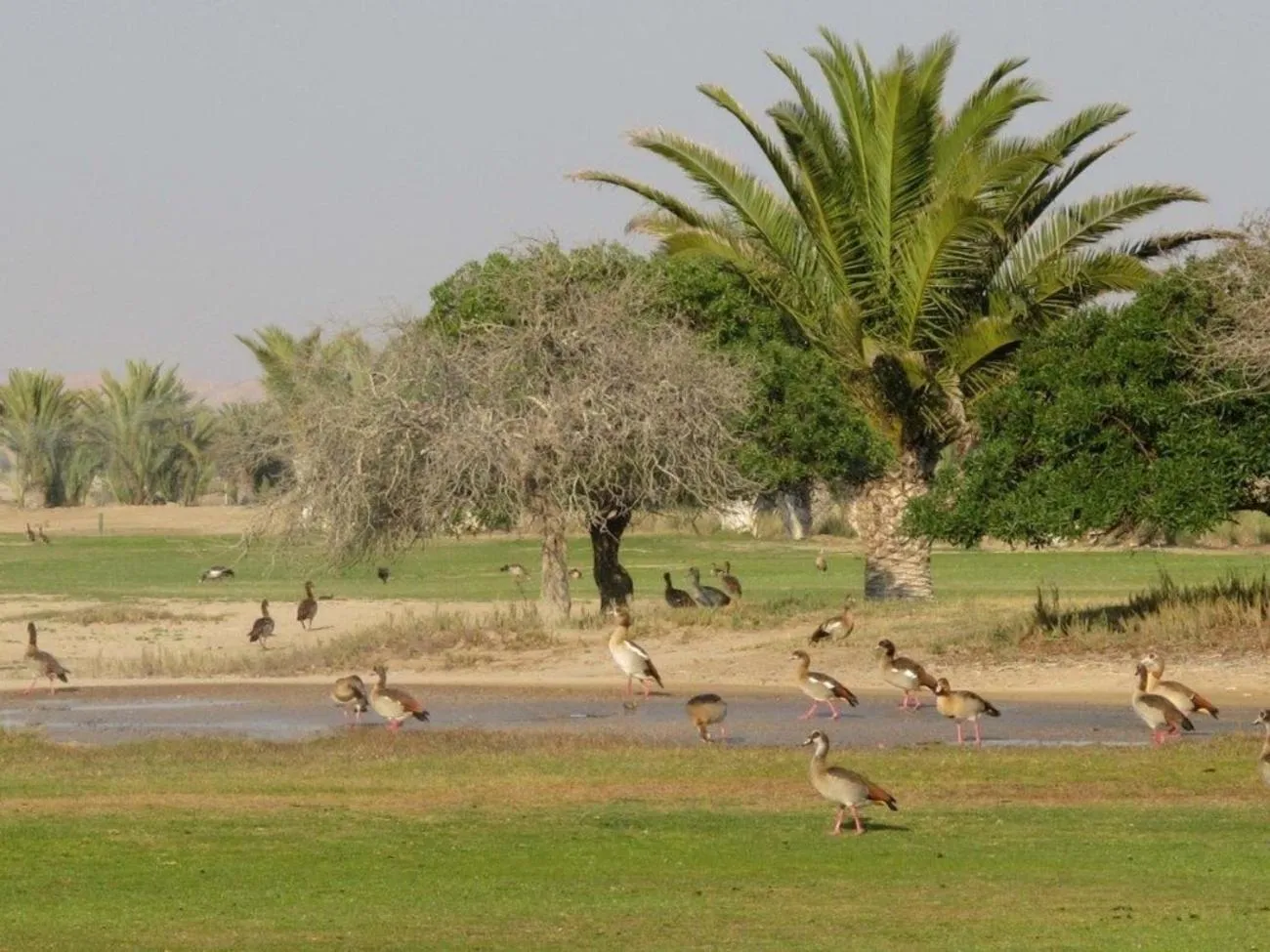 Animals in Rössmund Lodge