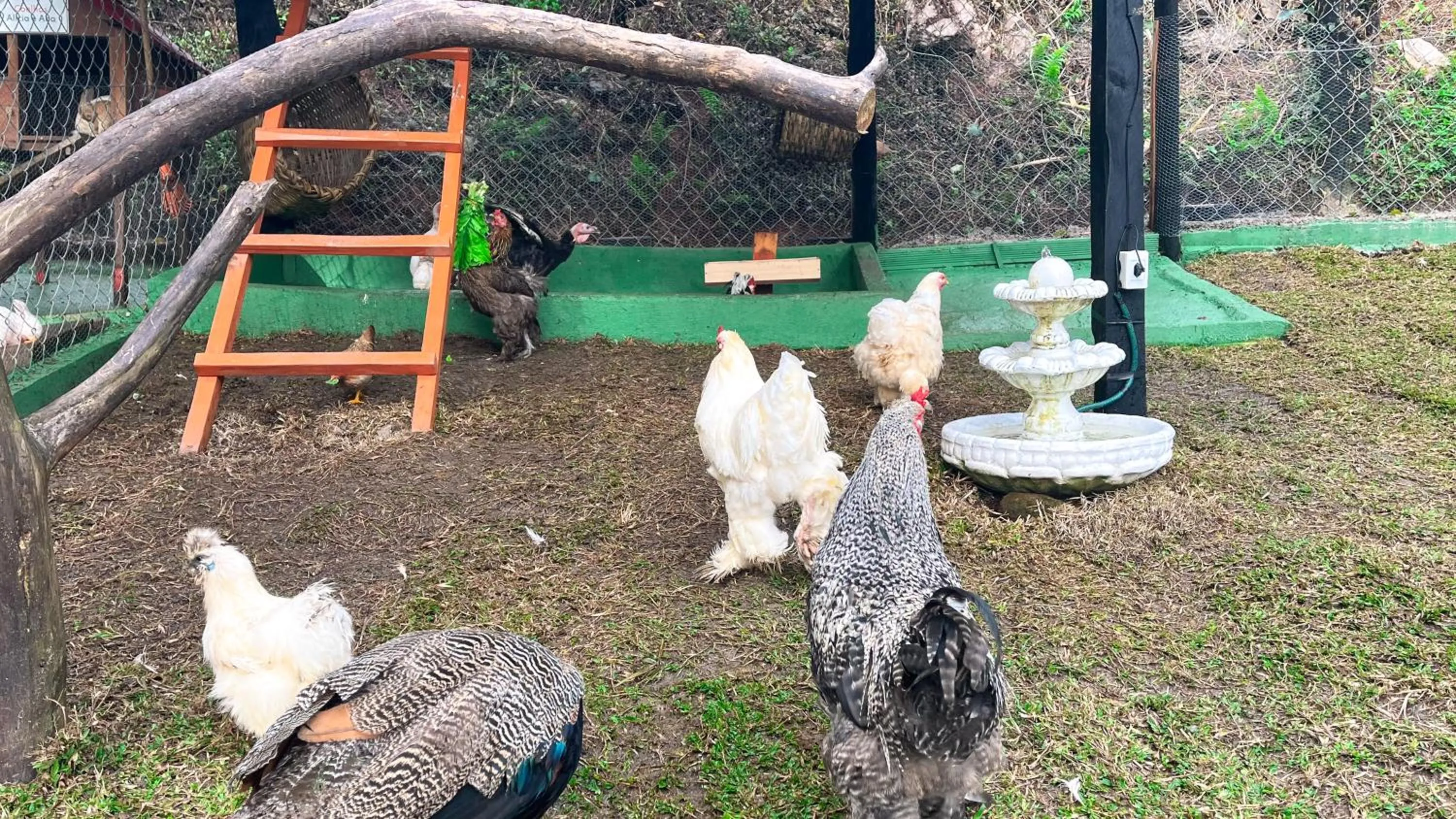 Animals in Hotel Fazenda Golden Park Campos do Jordão