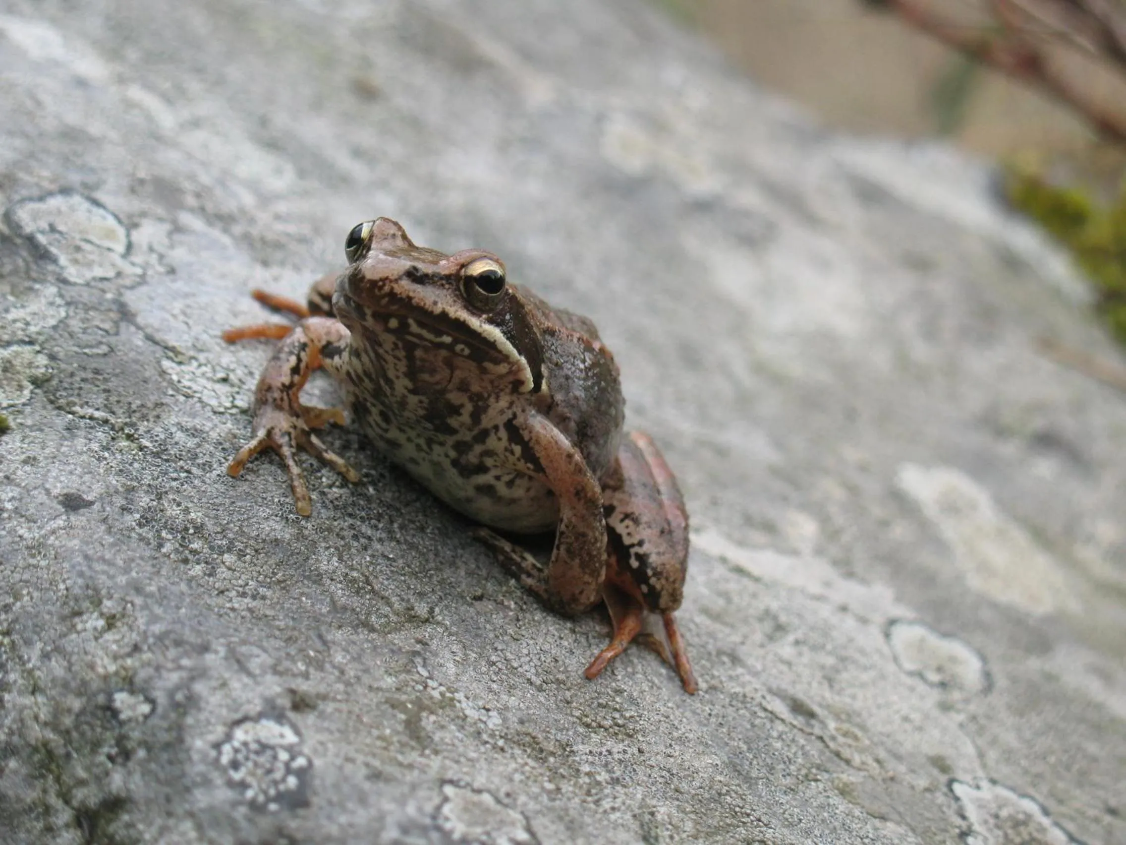 Other in Casa do Neveiro