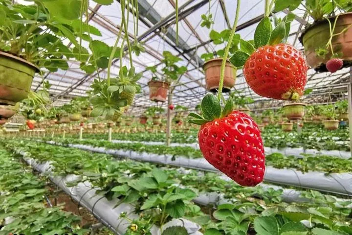 Cameron Kea Farm Hotel