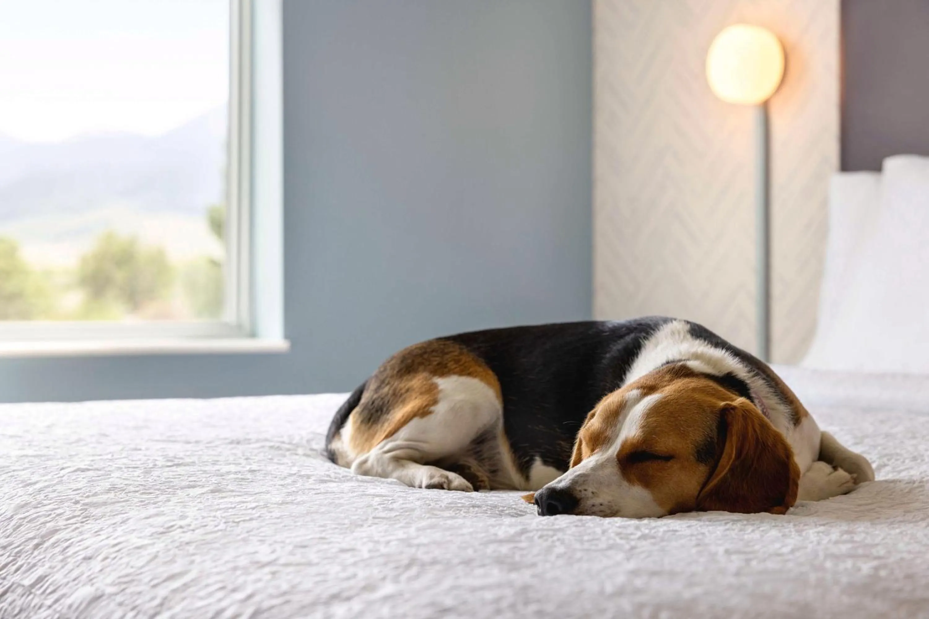 Bed in Home2 Suites Livingston Yellowstone