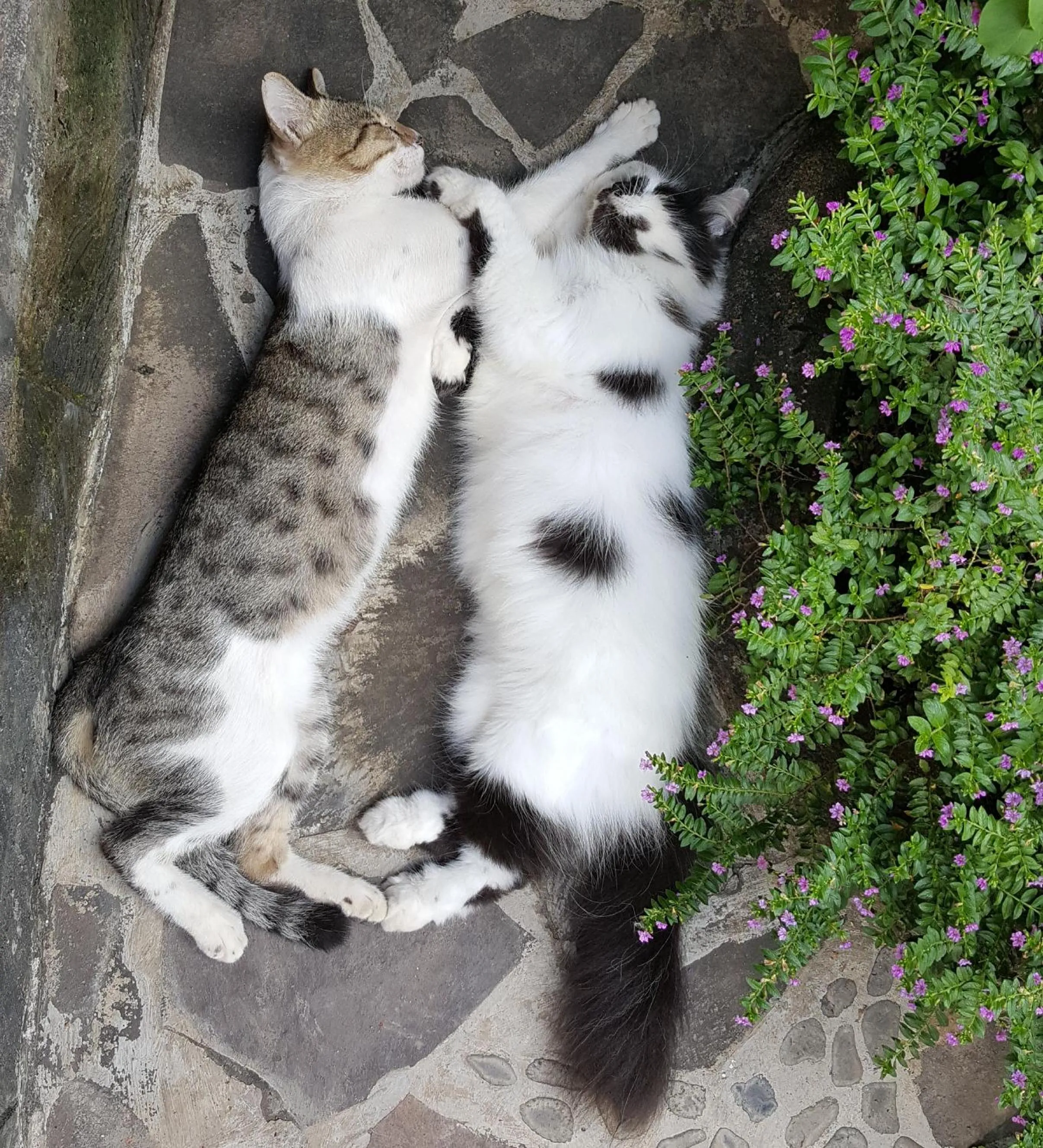 Animals in Villa Lumbalumba