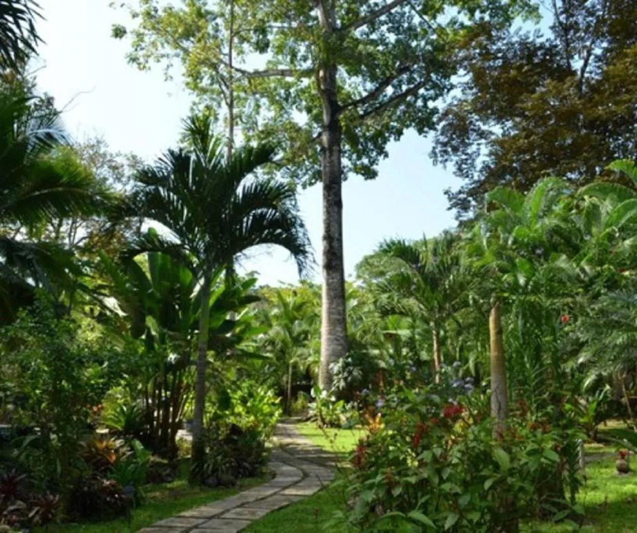 Garden in El Nido Jungle Lodge