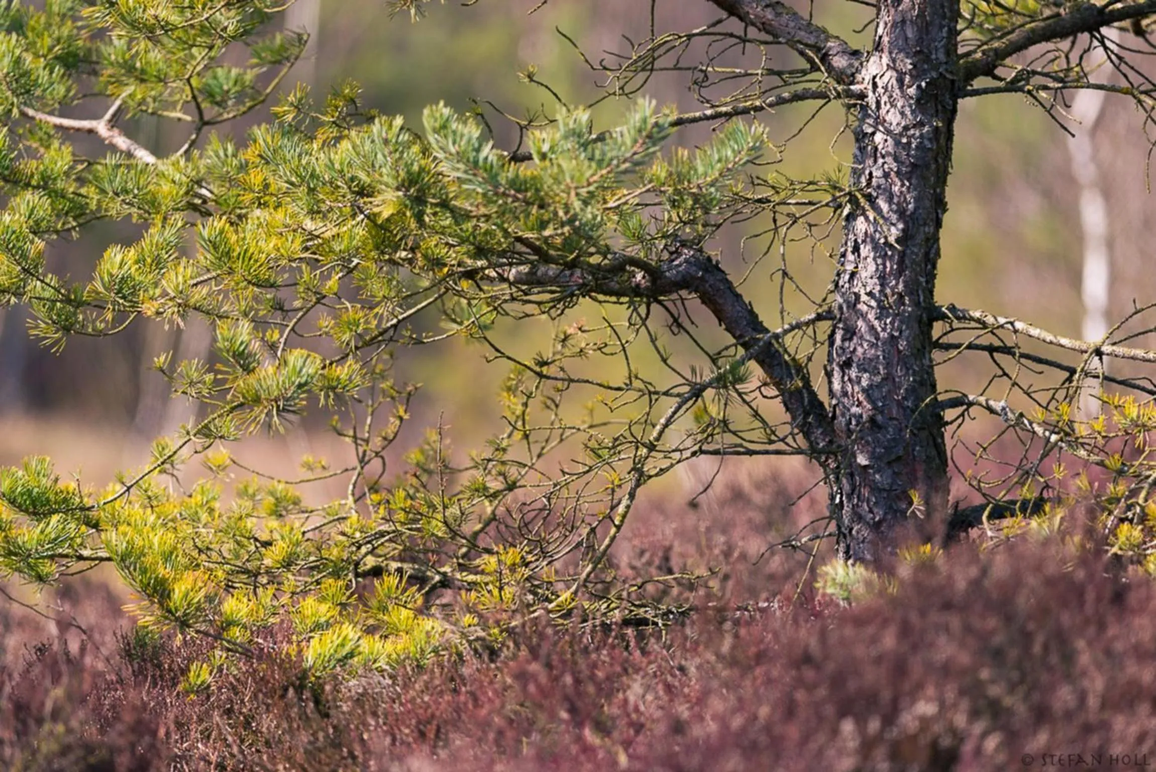 Summer in Bödele Alpenhotel