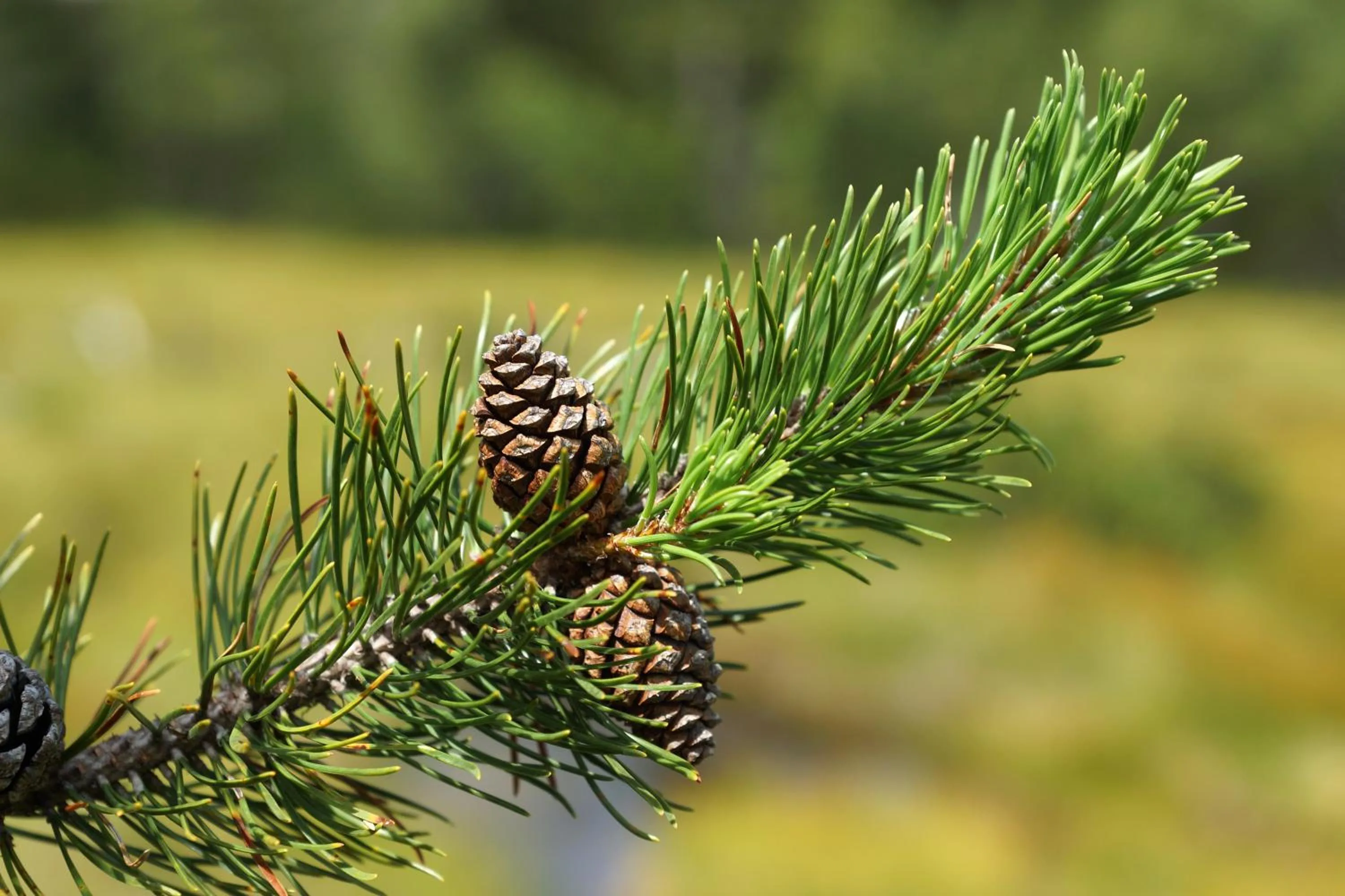 Facade/entrance in Bödele Alpenhotel