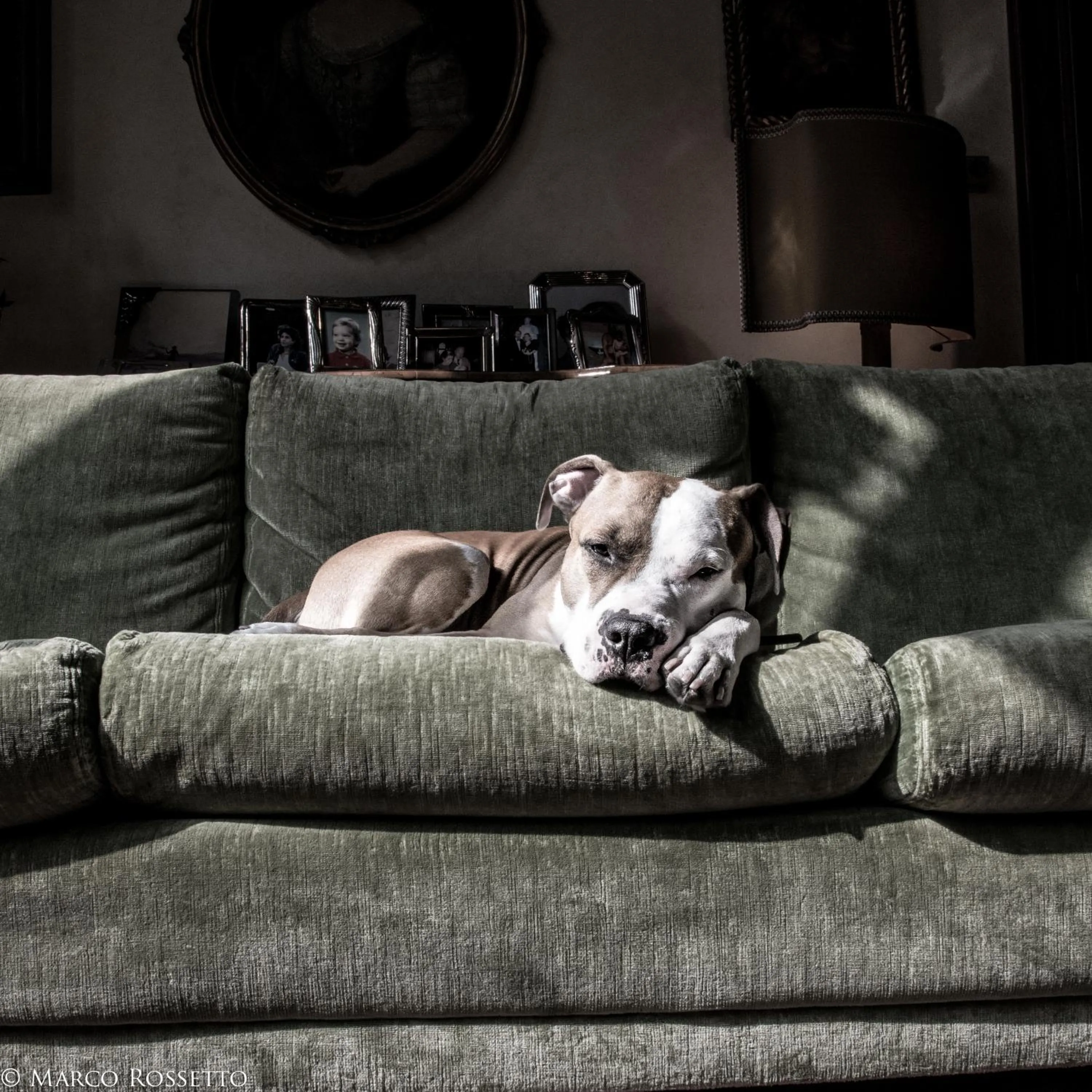 Pets in Palazzo Altinate - Note di Piano