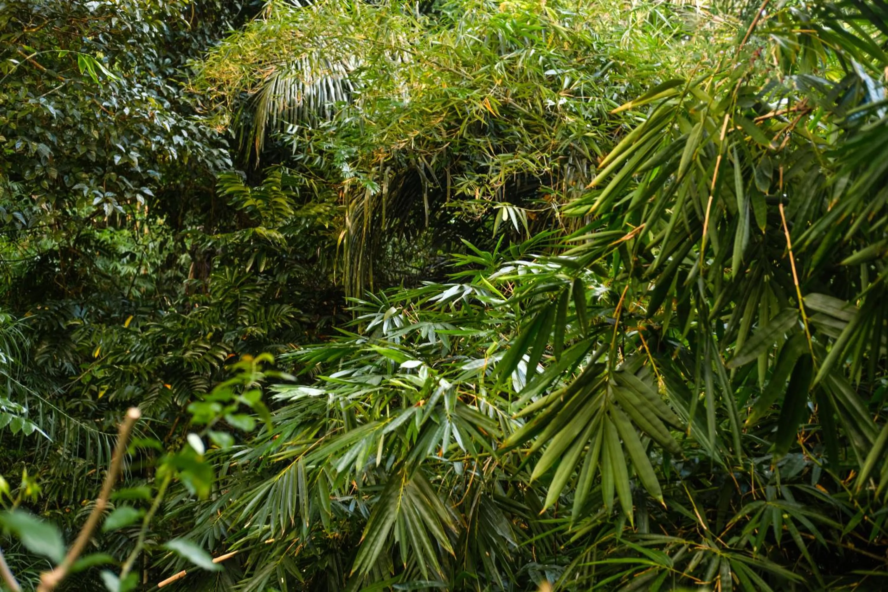 Spring in BeingSattvaa Luxury Ubud