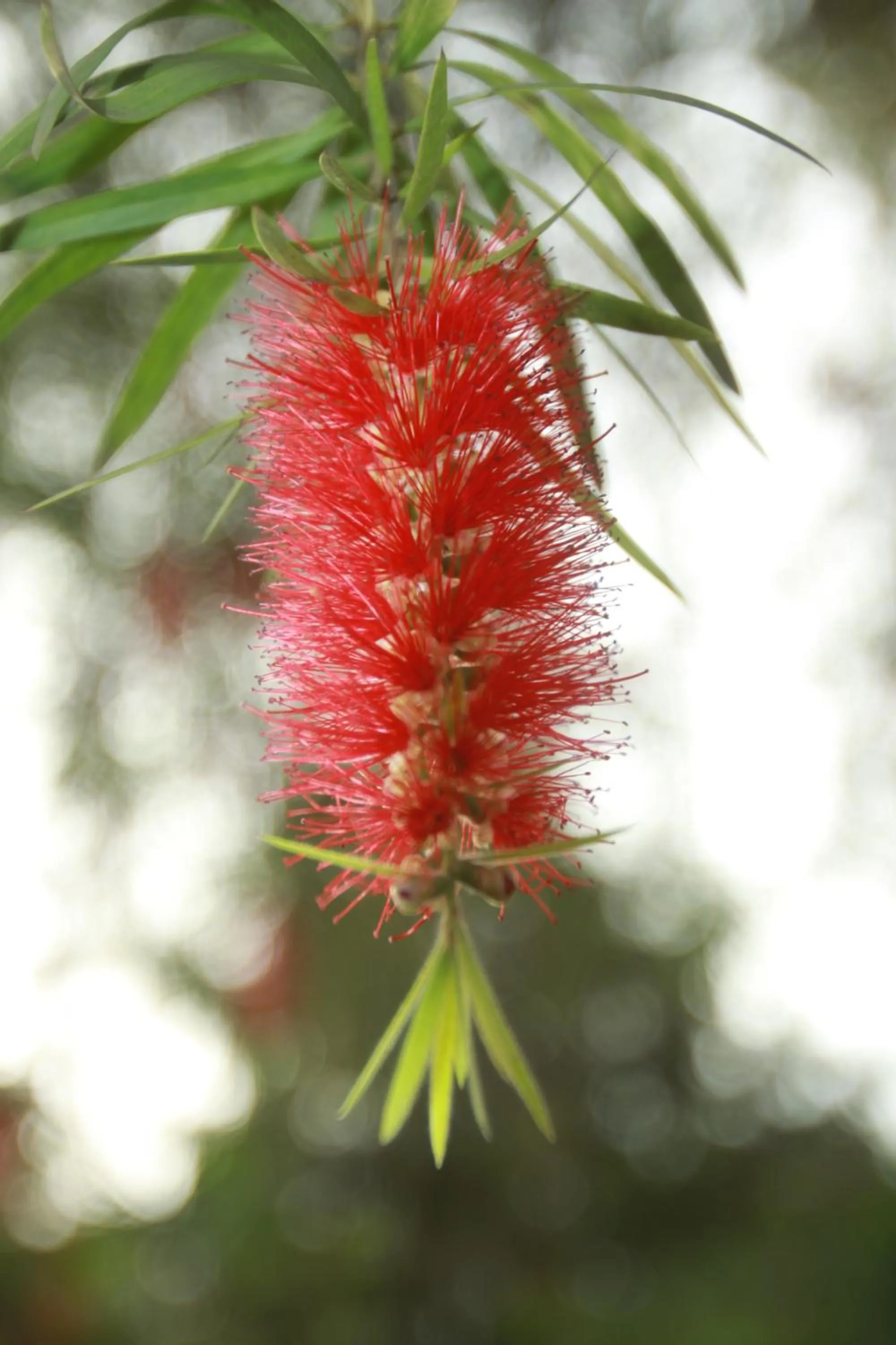 Garden in House of Waine