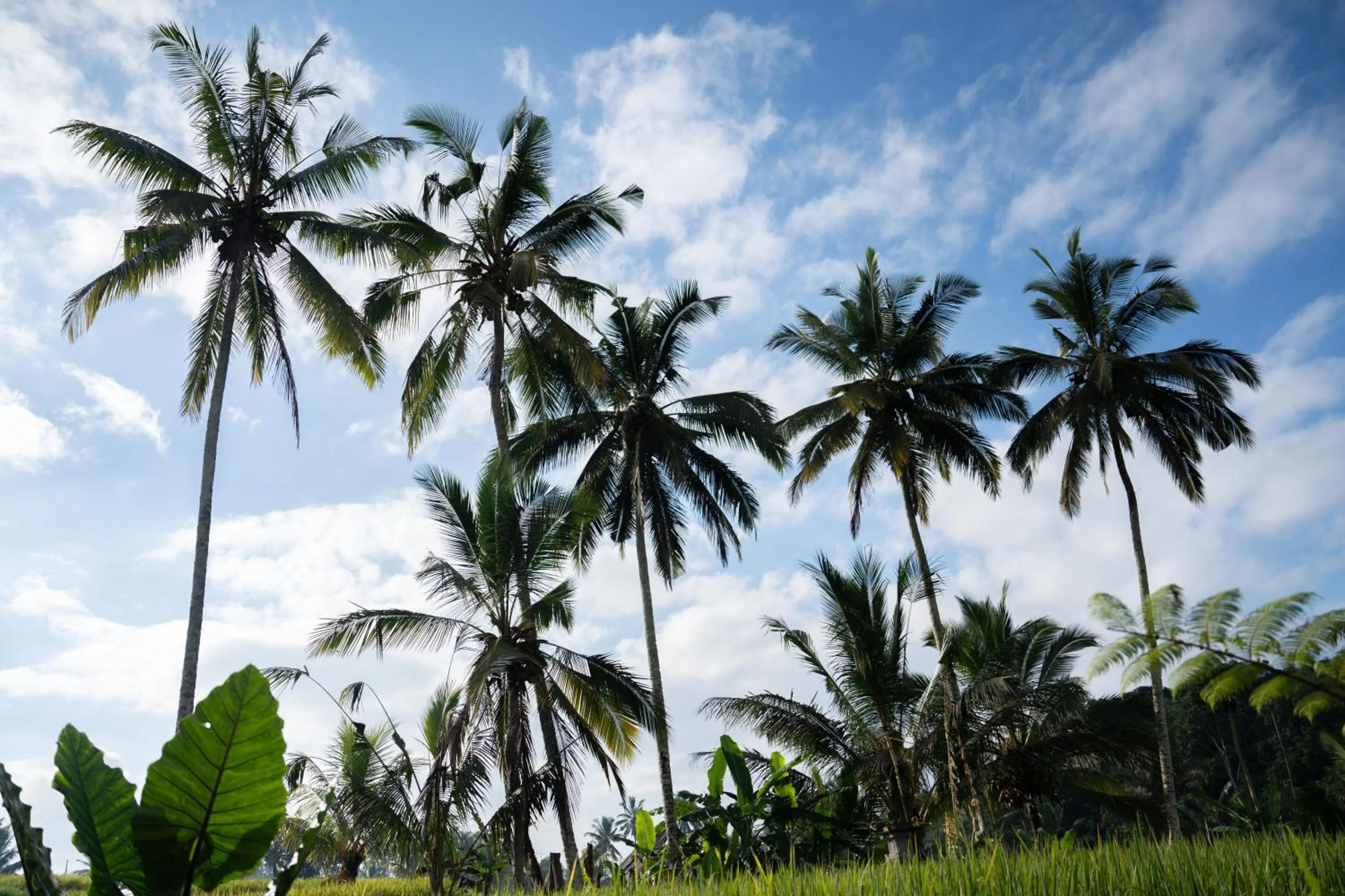 Natural landscape in Moonterra Villa Sebatu