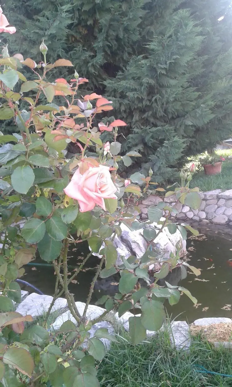 Superior Apartment - single occupancy in I Gelsomini Superior Apartment - single occupancy in I Gelsomini