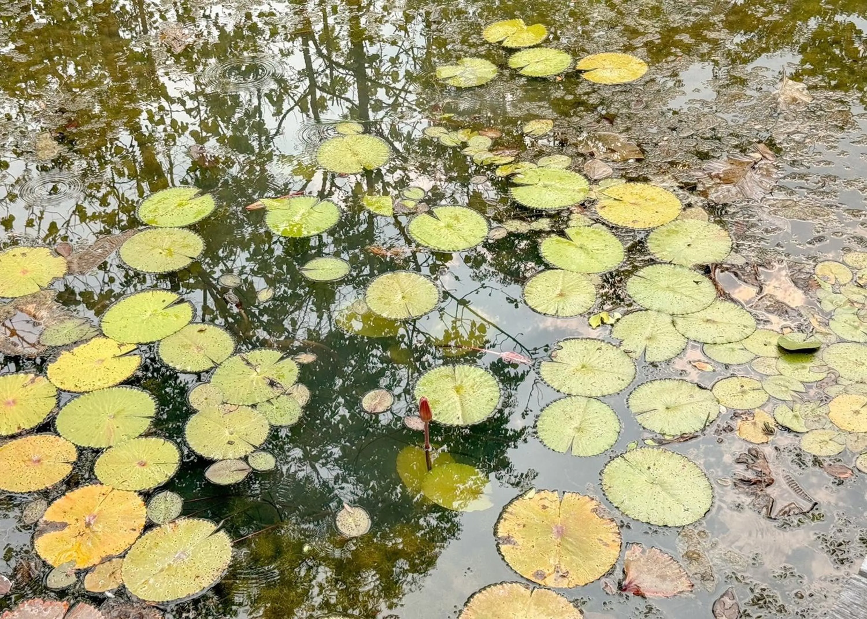 Natural landscape in Karina Resort Chiang Mai