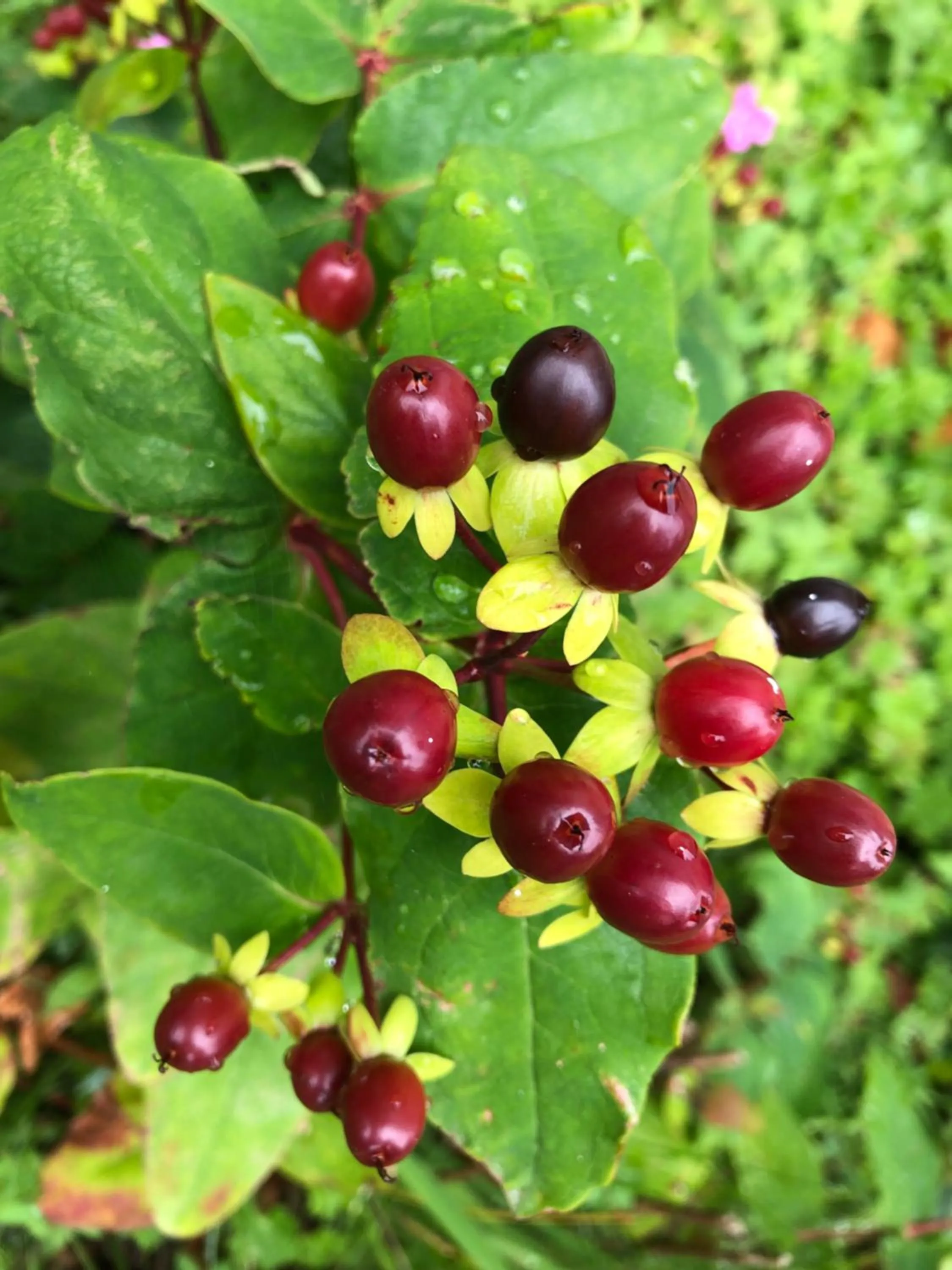 Garden in Wellwood Manor