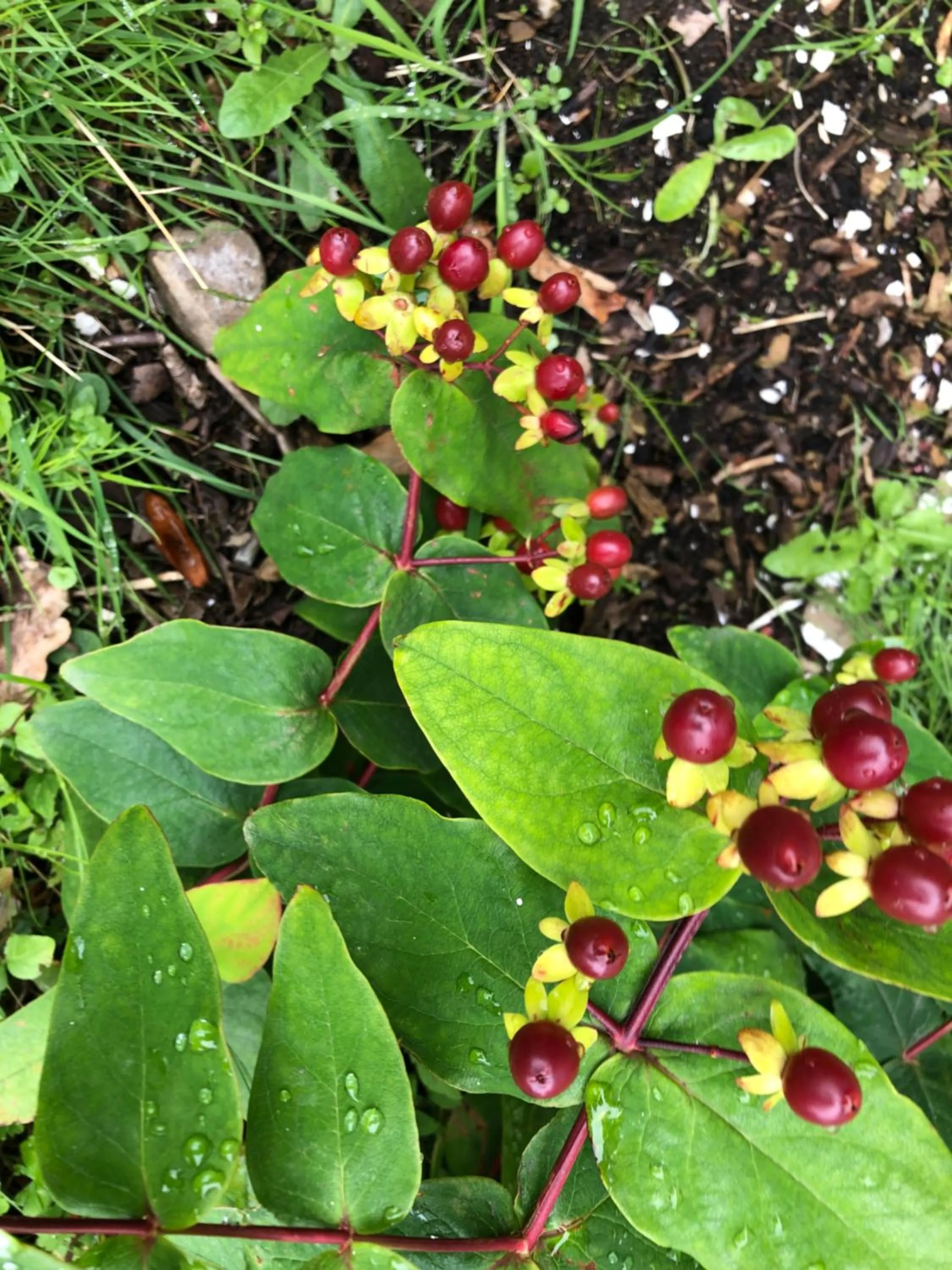 Garden in Wellwood Manor