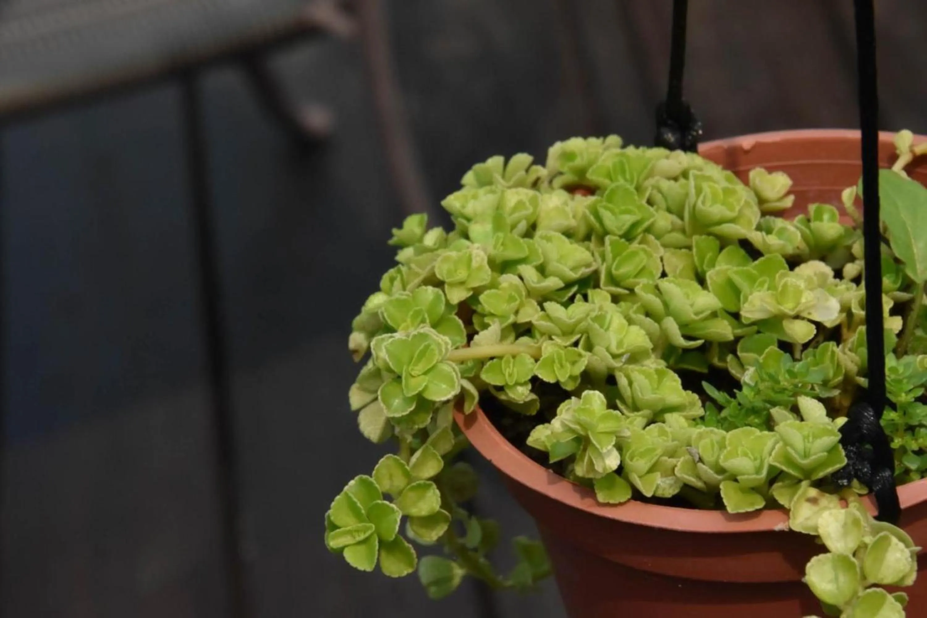 Garden in Cherry Feast Resort