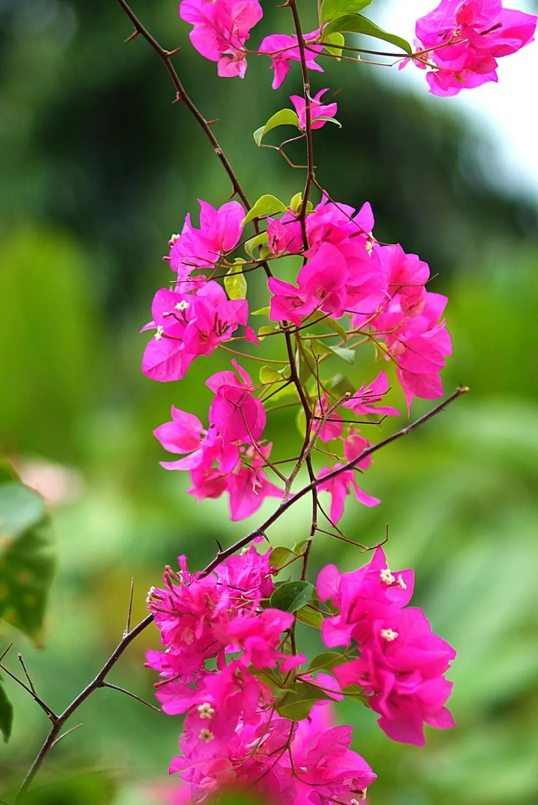 Garden in Pinewood Beach Resort and Spa