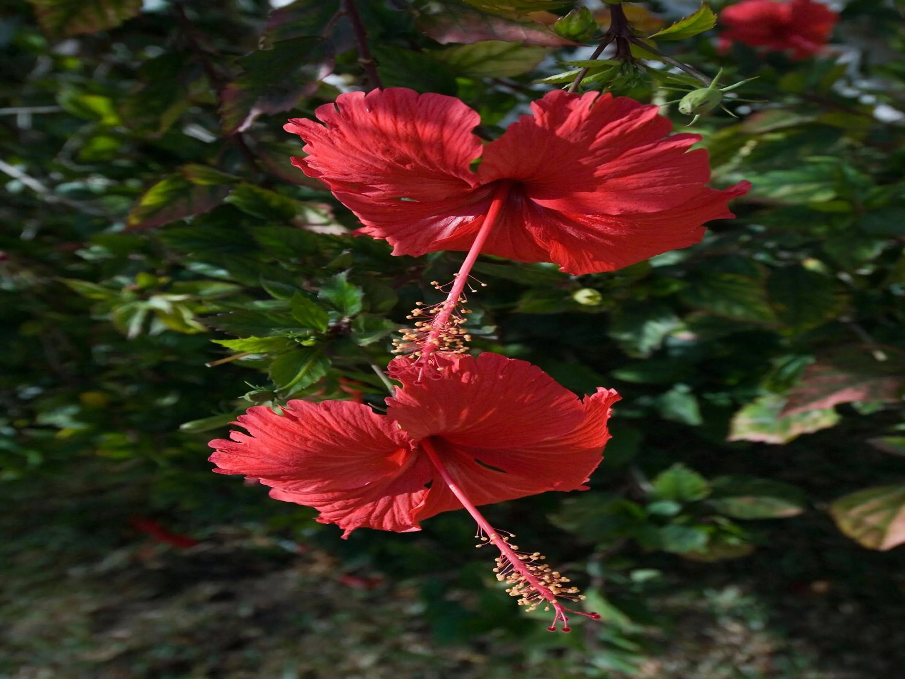 Garden in Pinewood Beach Resort and Spa