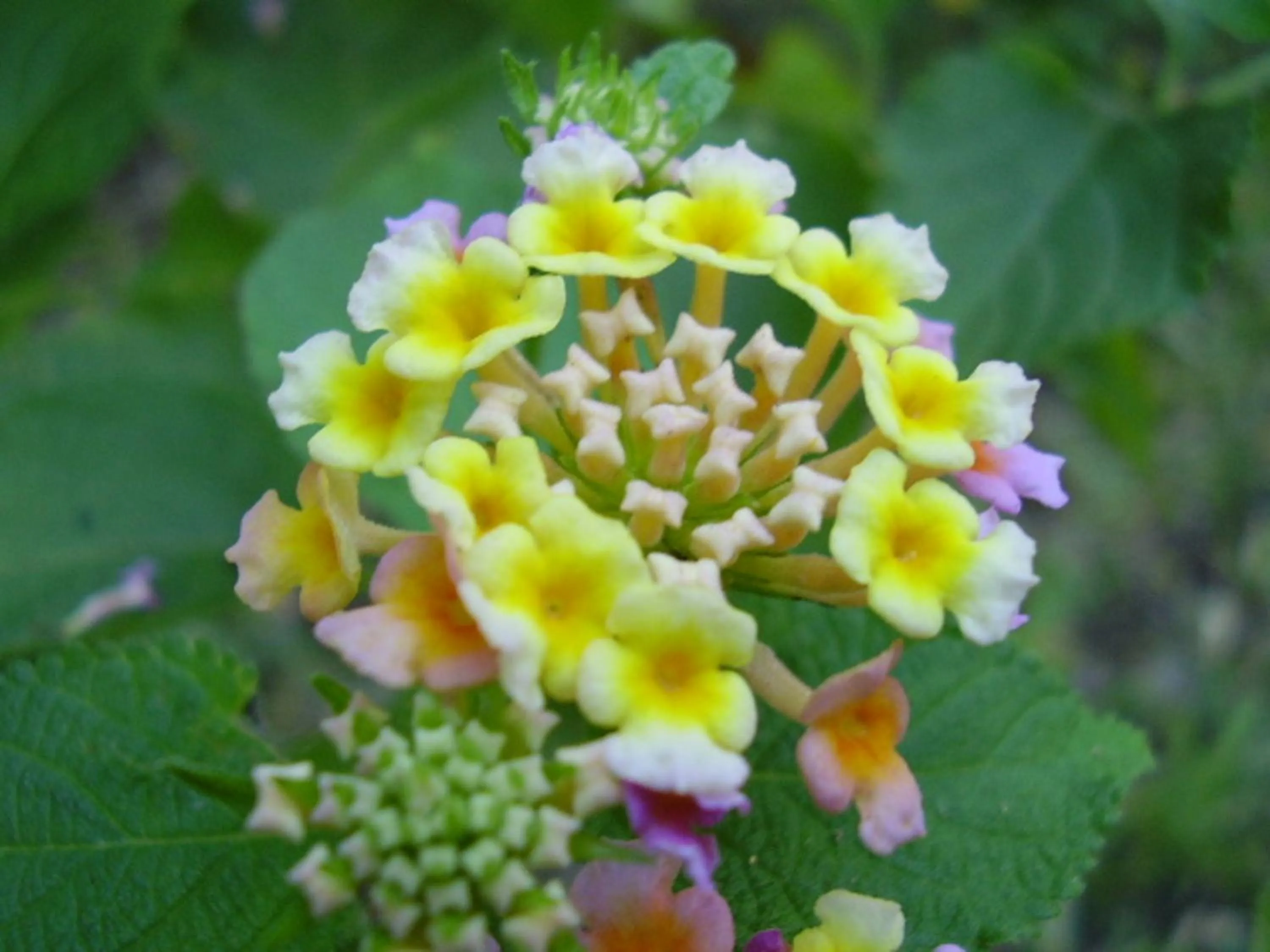 Garden in Pinewood Beach Resort and Spa