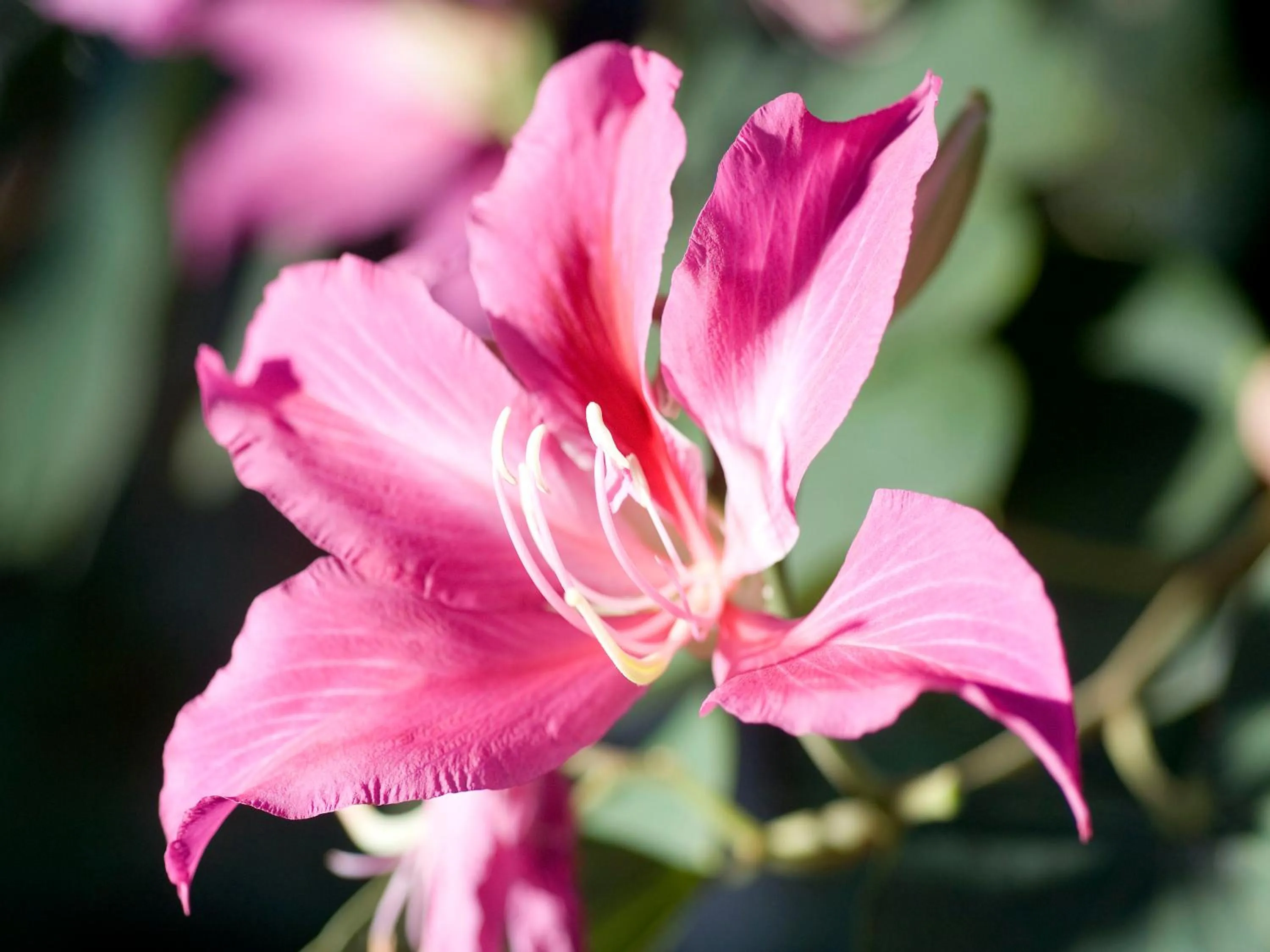 Property building in Pinewood Beach Resort and Spa