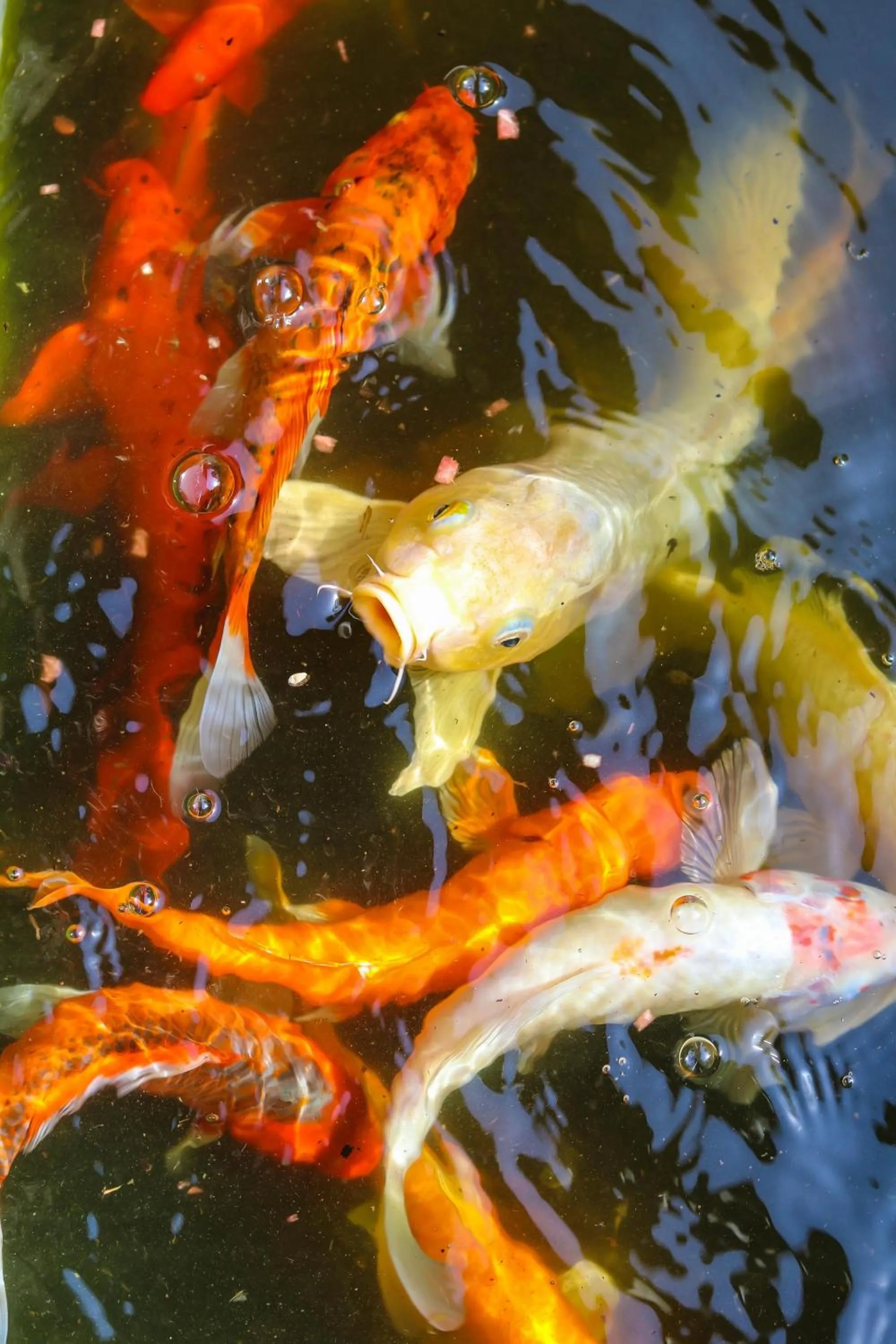 Natural landscape in Pinewood Beach Resort and Spa