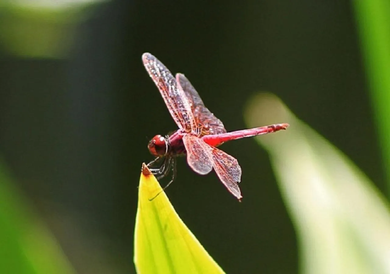 View (from property/room) in Pinewood Beach Resort and Spa