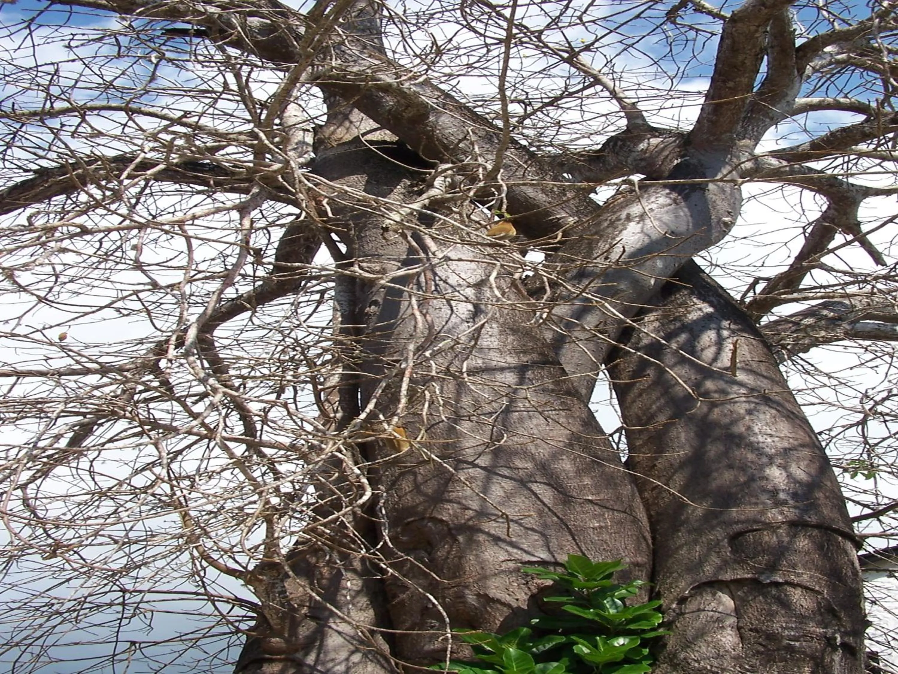 Natural landscape in Pinewood Beach Resort and Spa