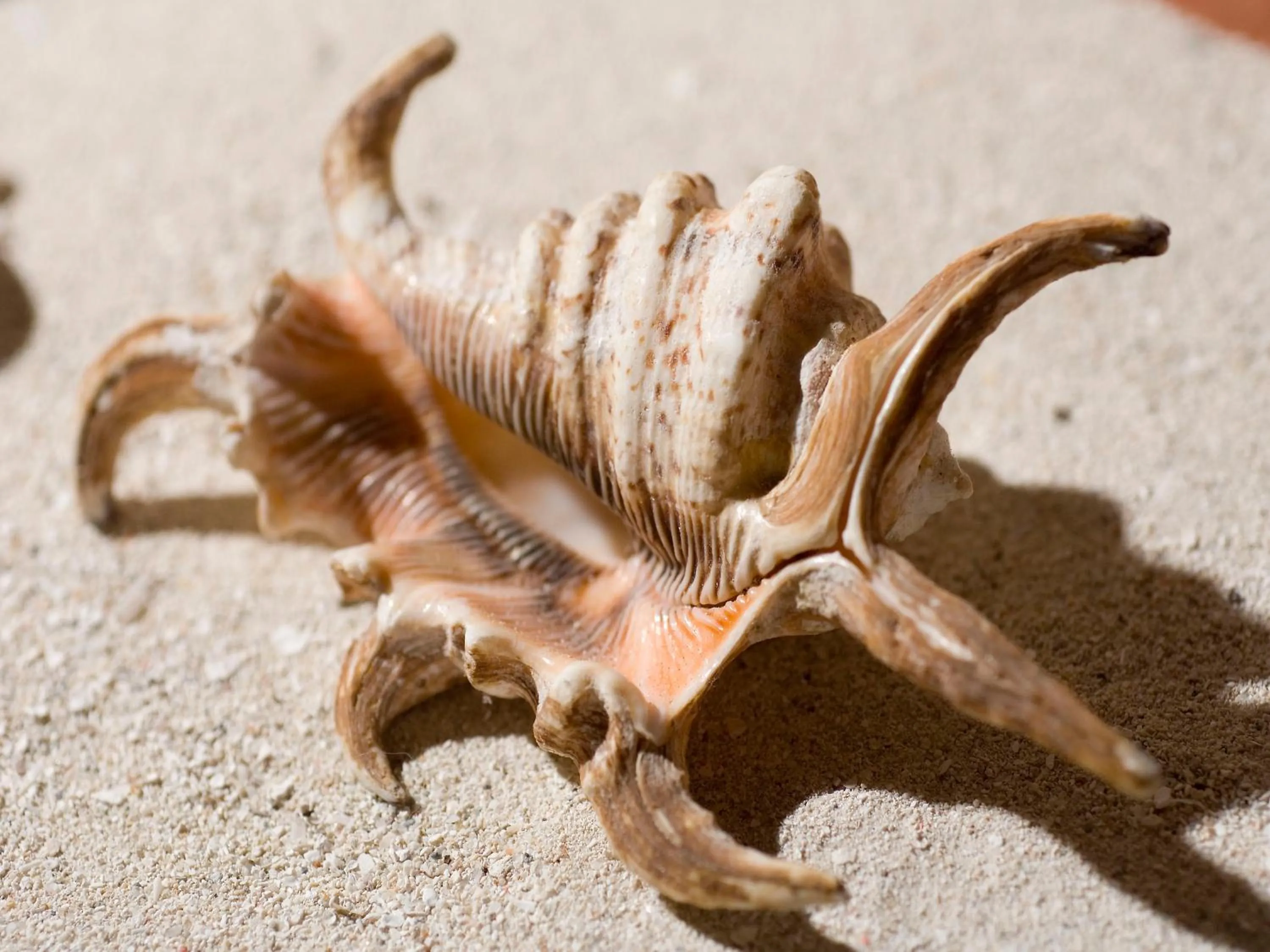 Beach in Pinewood Beach Resort and Spa