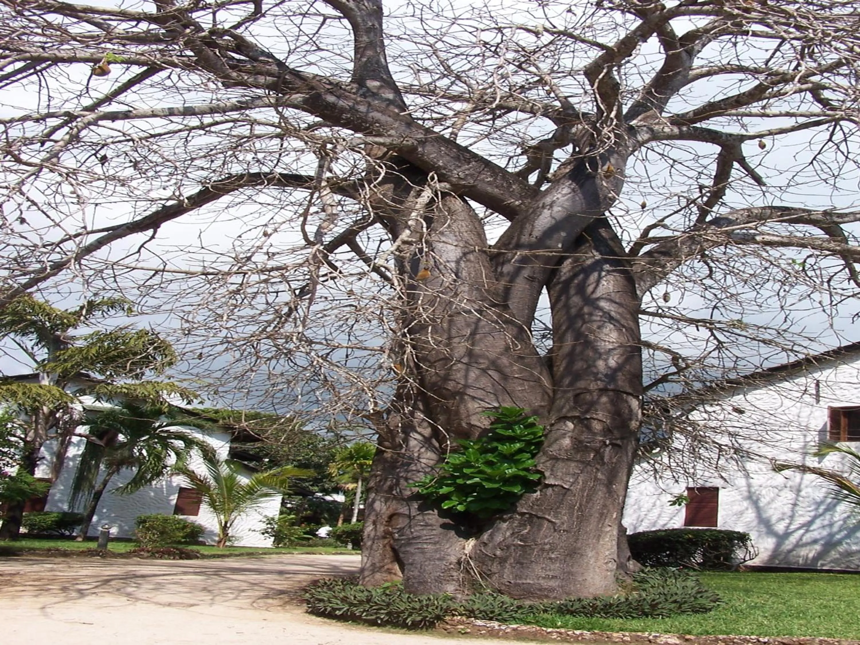Natural landscape in Pinewood Beach Resort and Spa