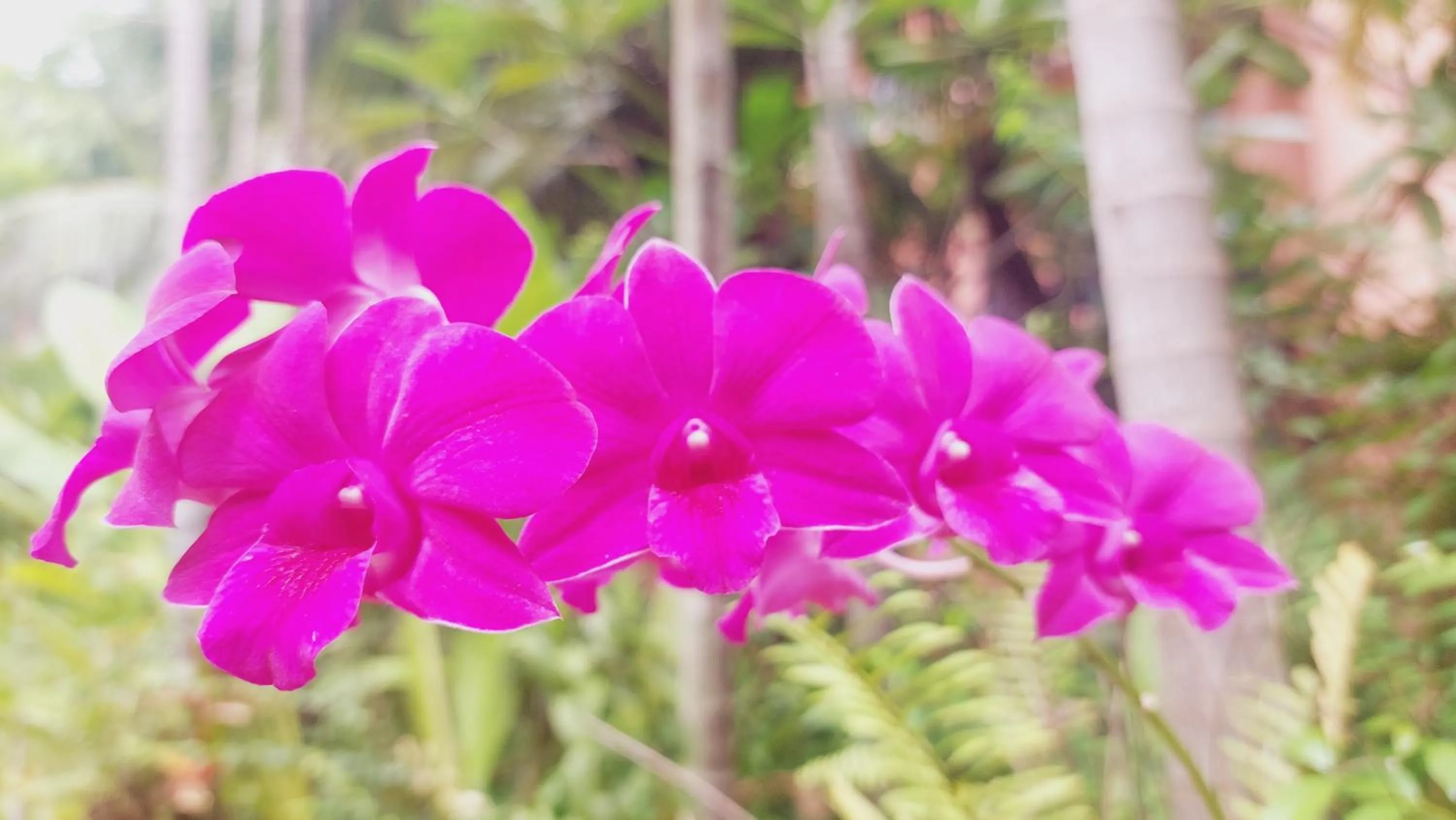 Garden view in Kouprey Hotel