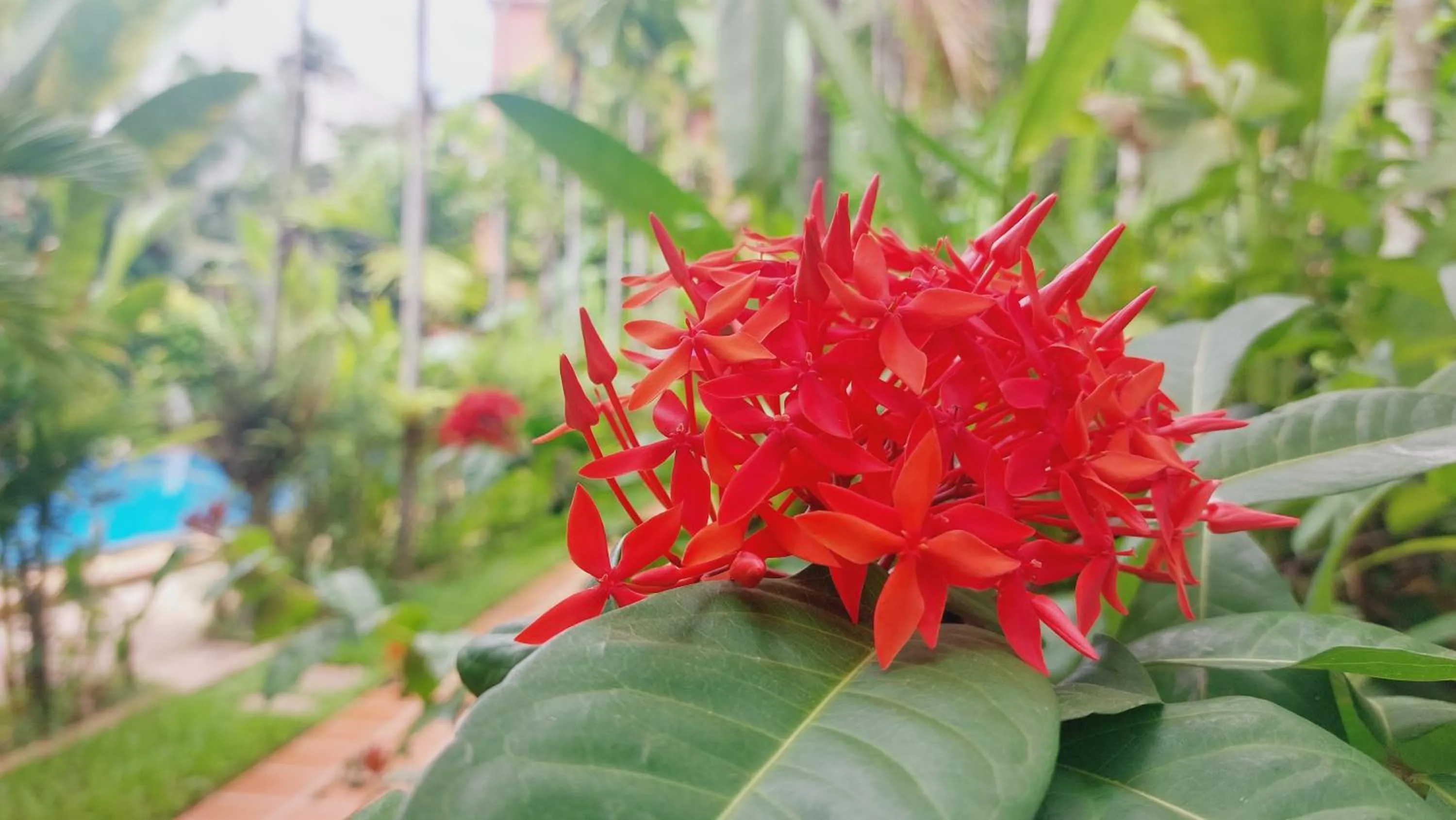 Garden view in Kouprey Hotel