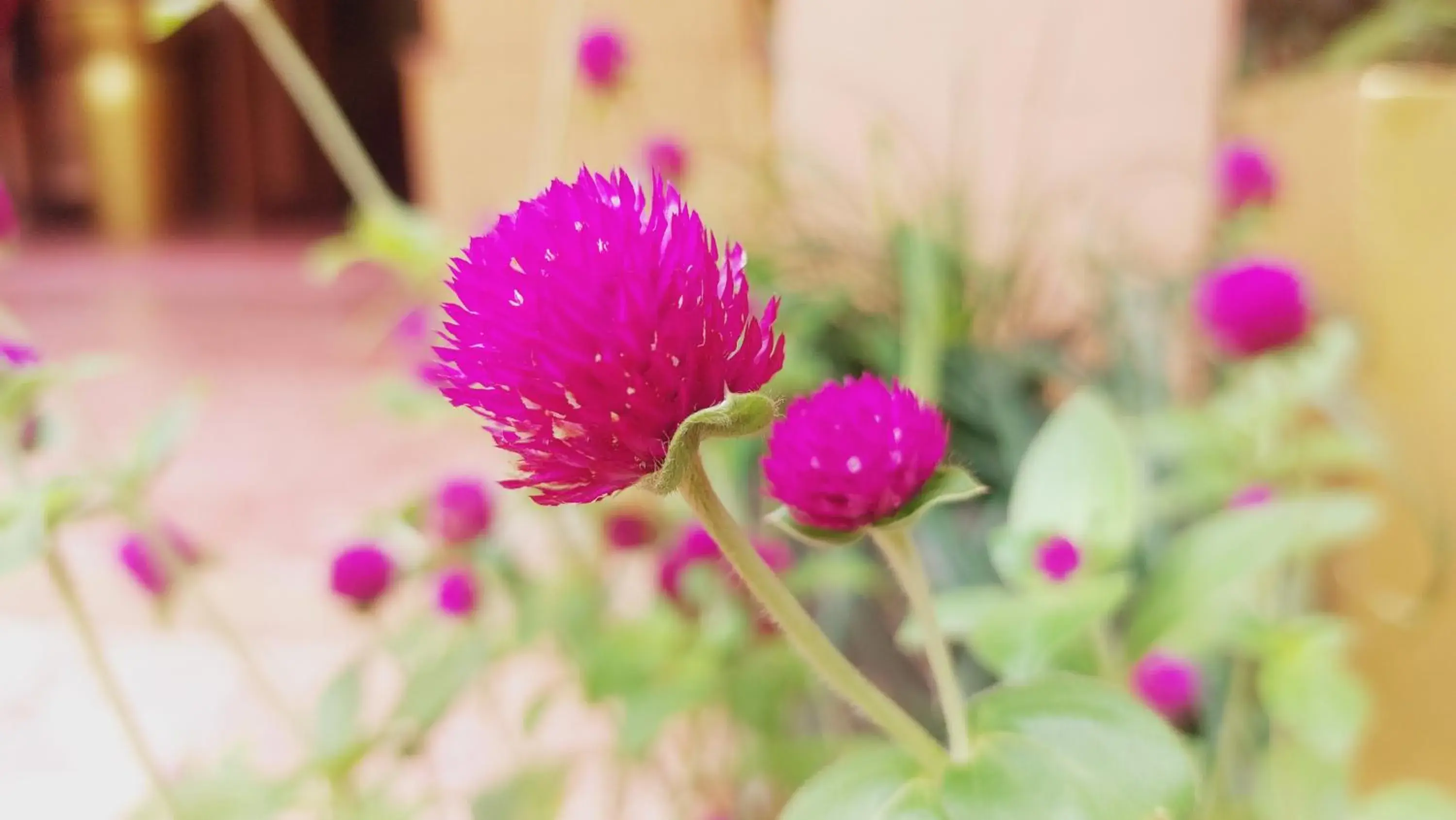 Garden view in Kouprey Hotel Garden view in Kouprey Hotel