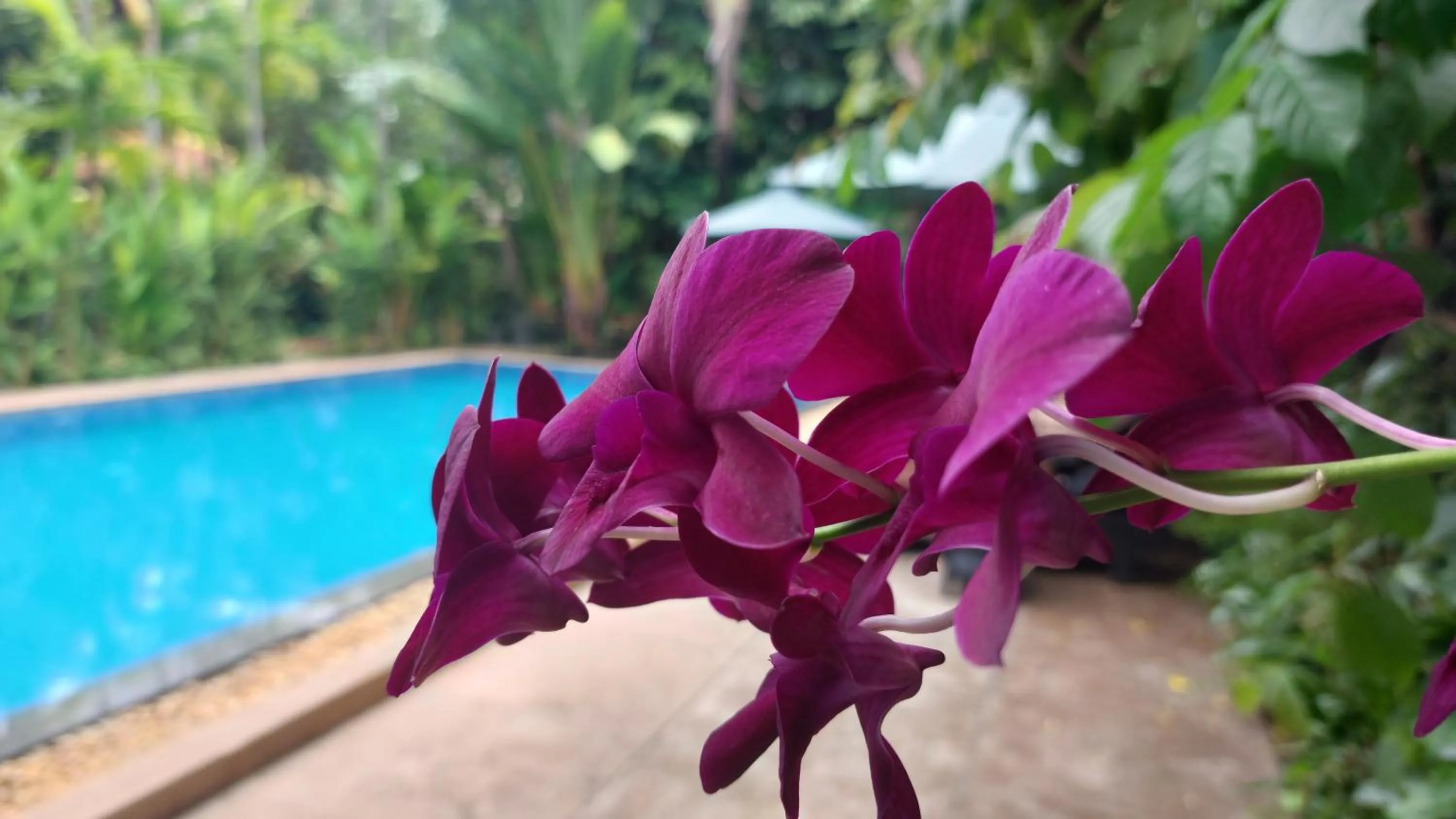 Pool view in Kouprey Hotel