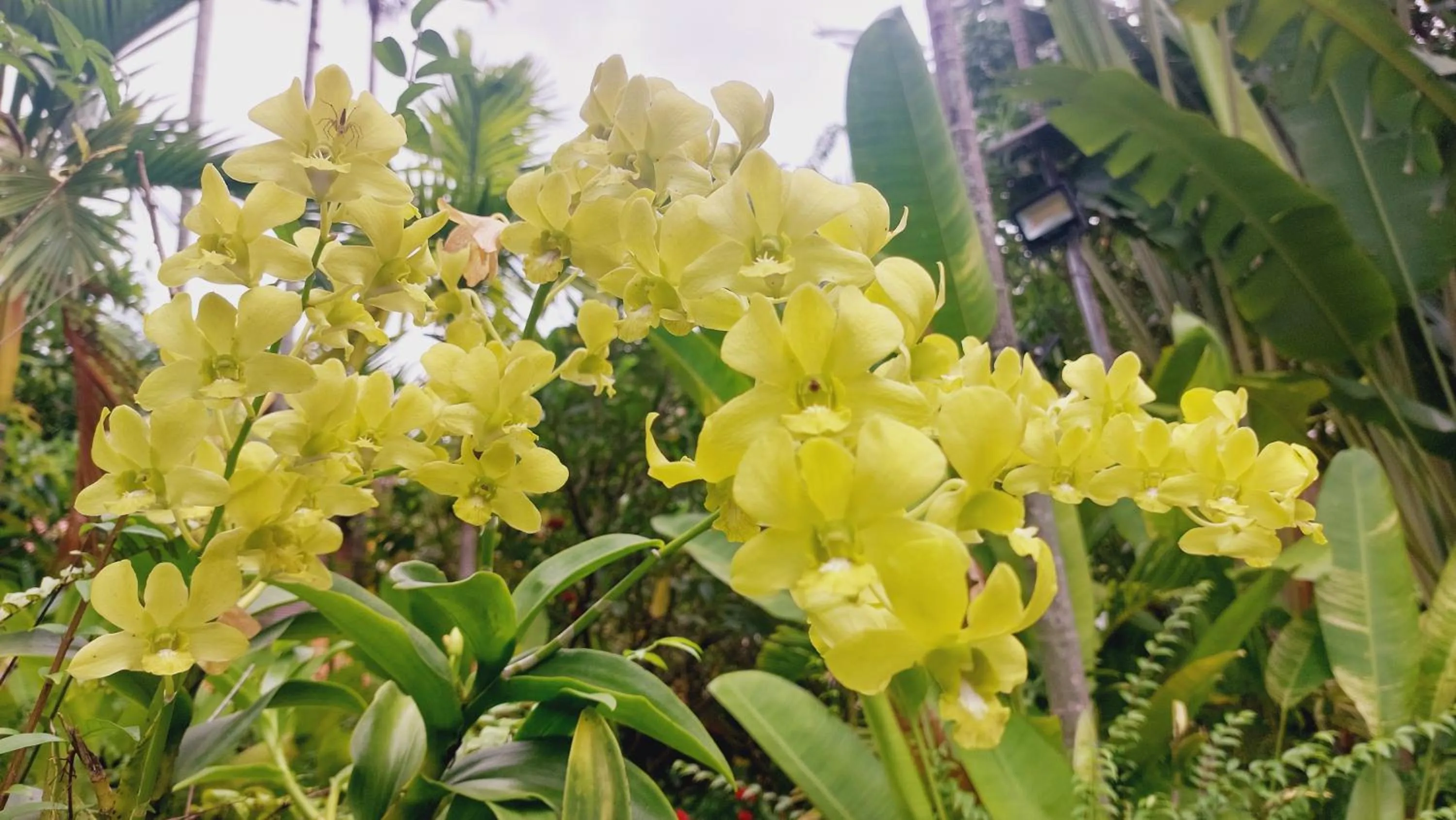 Garden view in Kouprey Hotel
