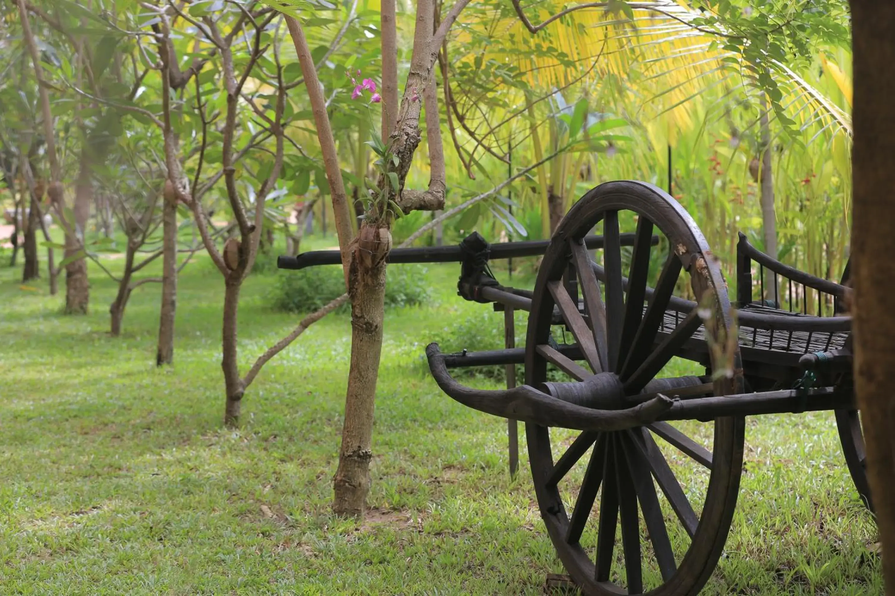 Garden view, Garden in Kouprey Hotel