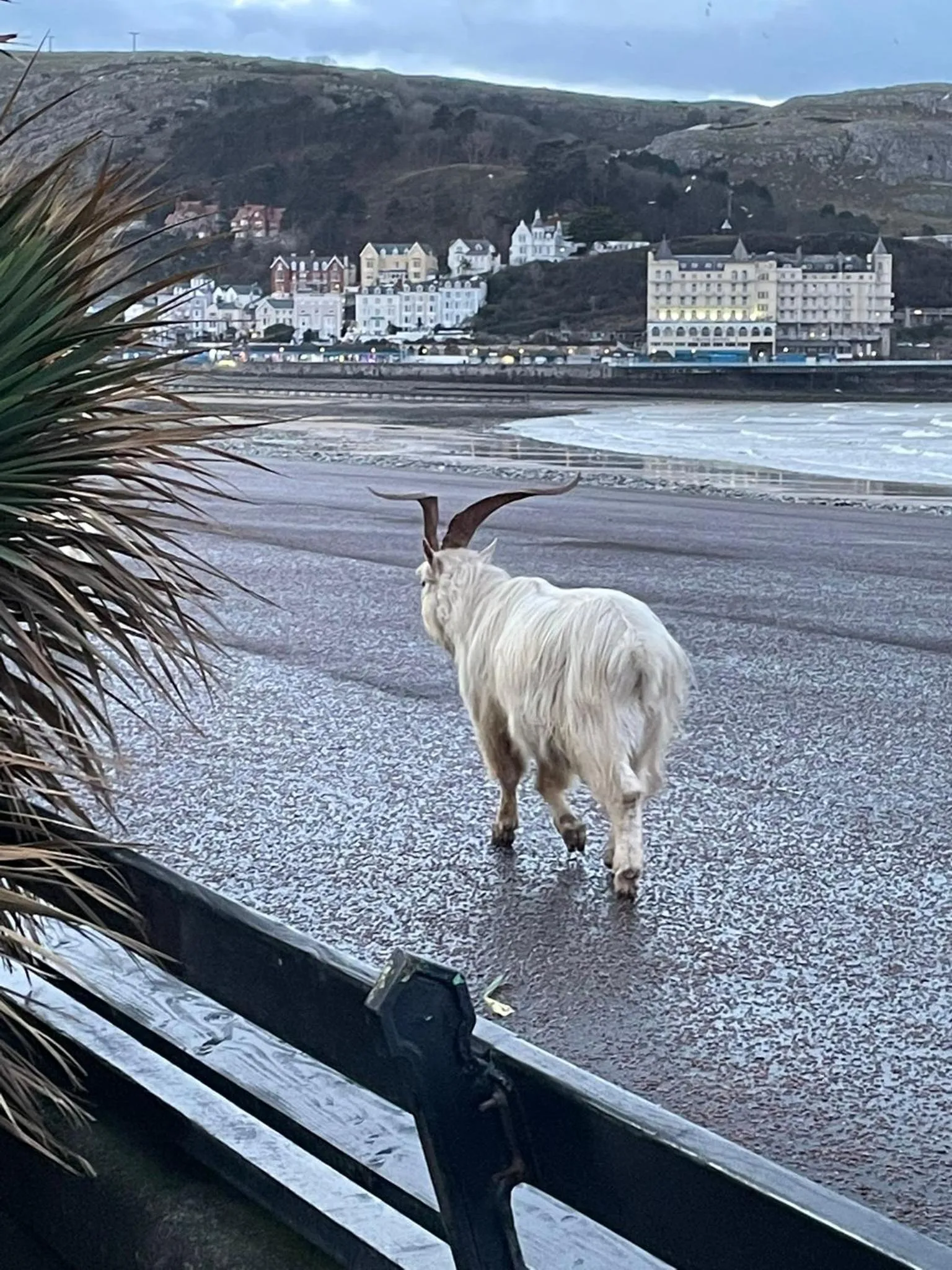 Natural landscape in Glan Y Mor Hotel (Adult Only)