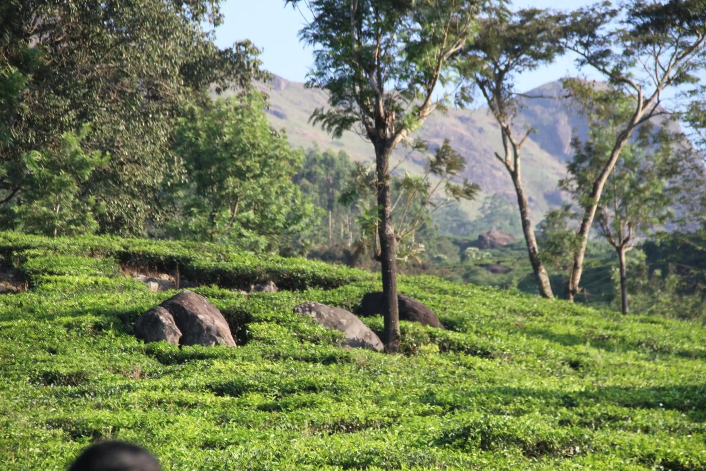 Day in Chandys Windy Woods Munnar