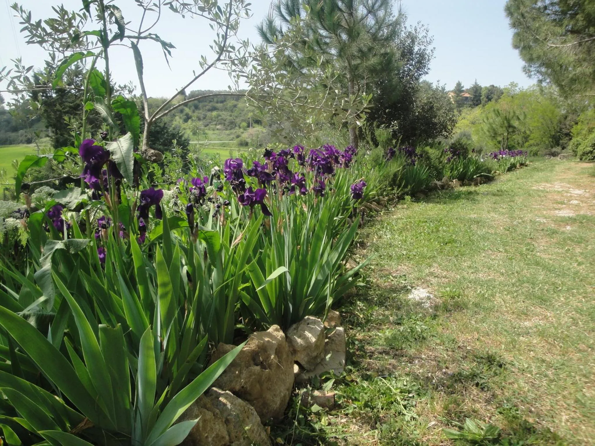 Garden in Il Moreto - Casale Toscano per gruppi vicino Bolgheri e mare