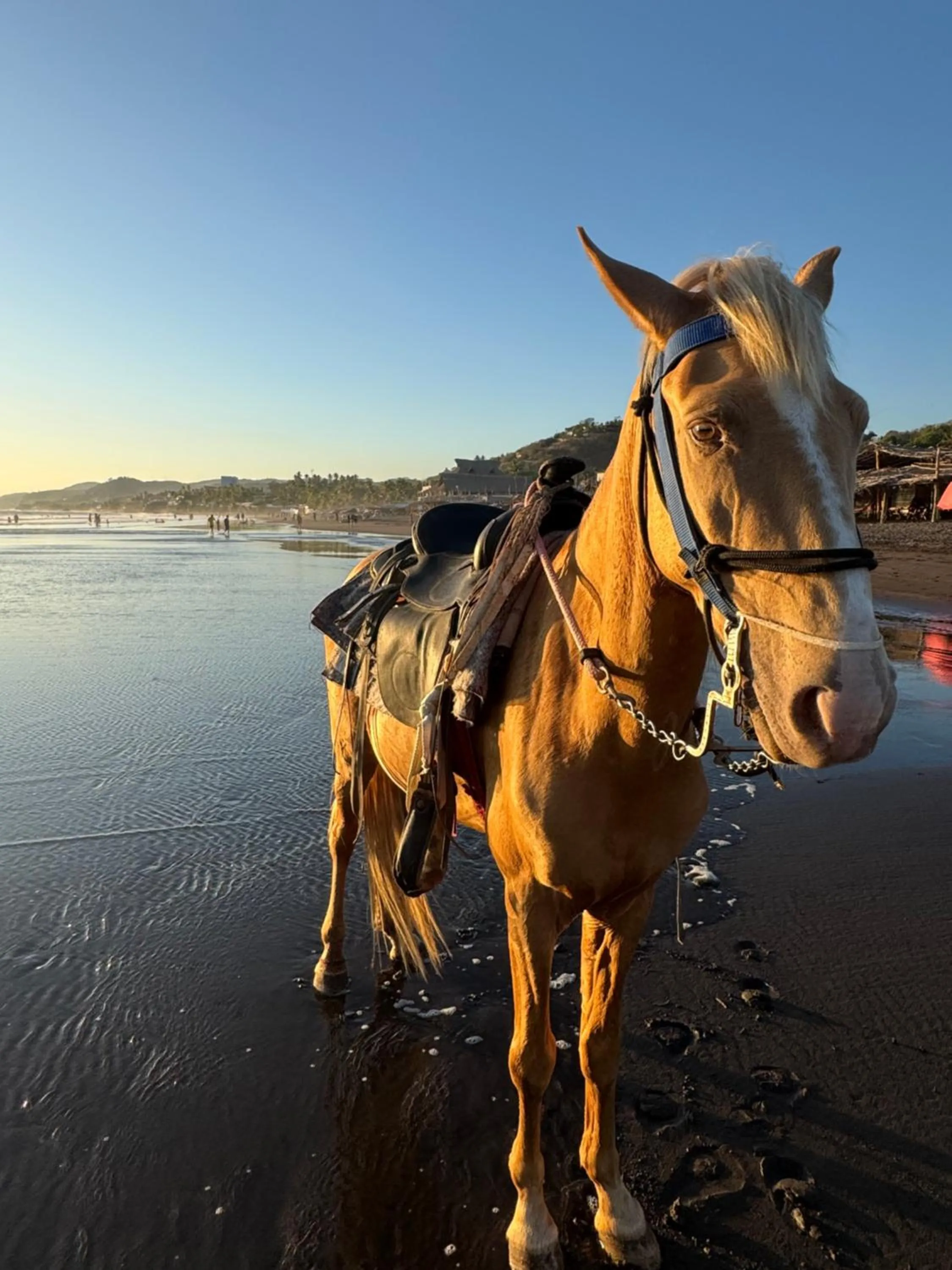 The rooftop Beach & club