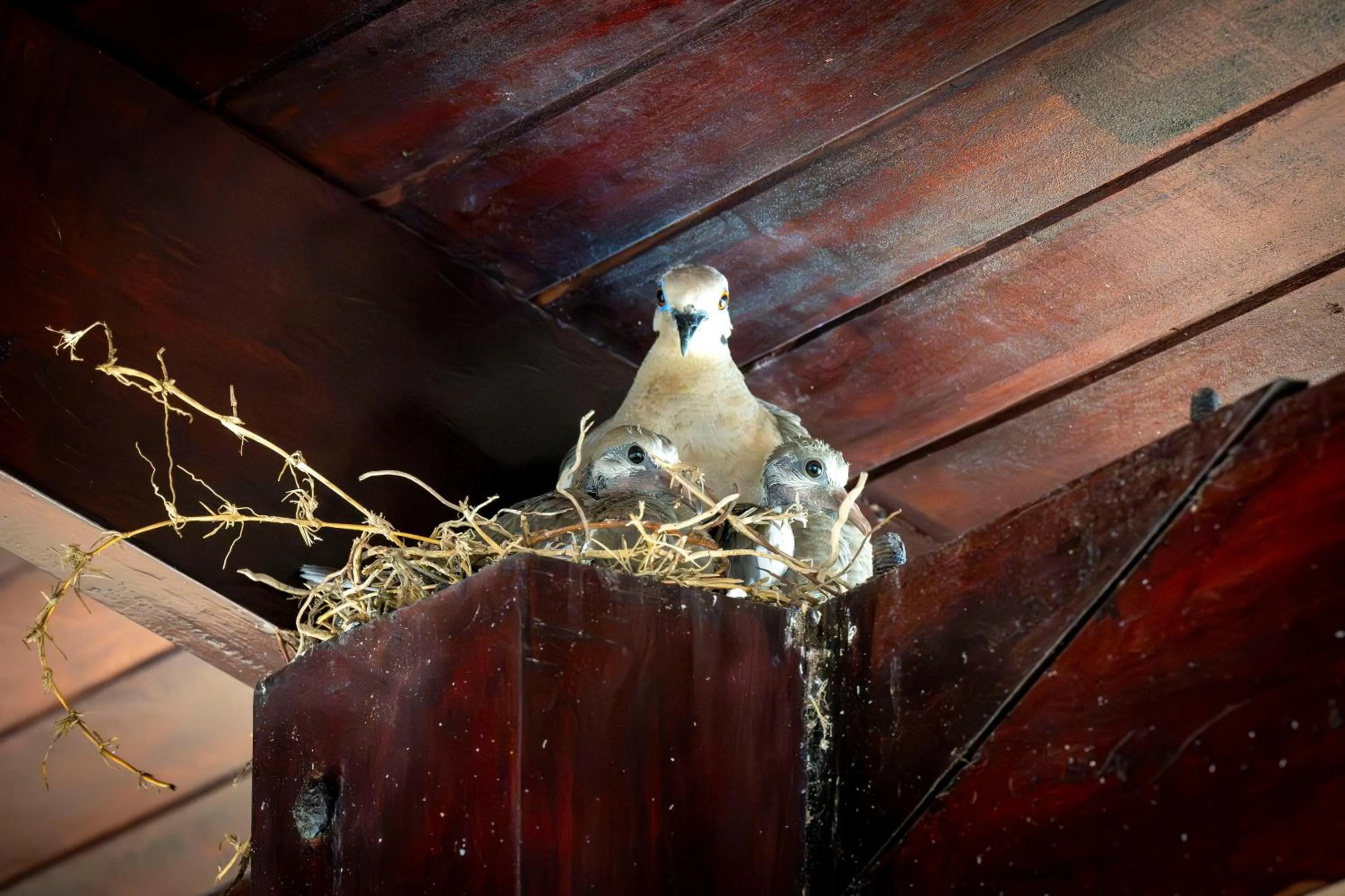 Animals in Fuego del Sol Beachfront Hotel