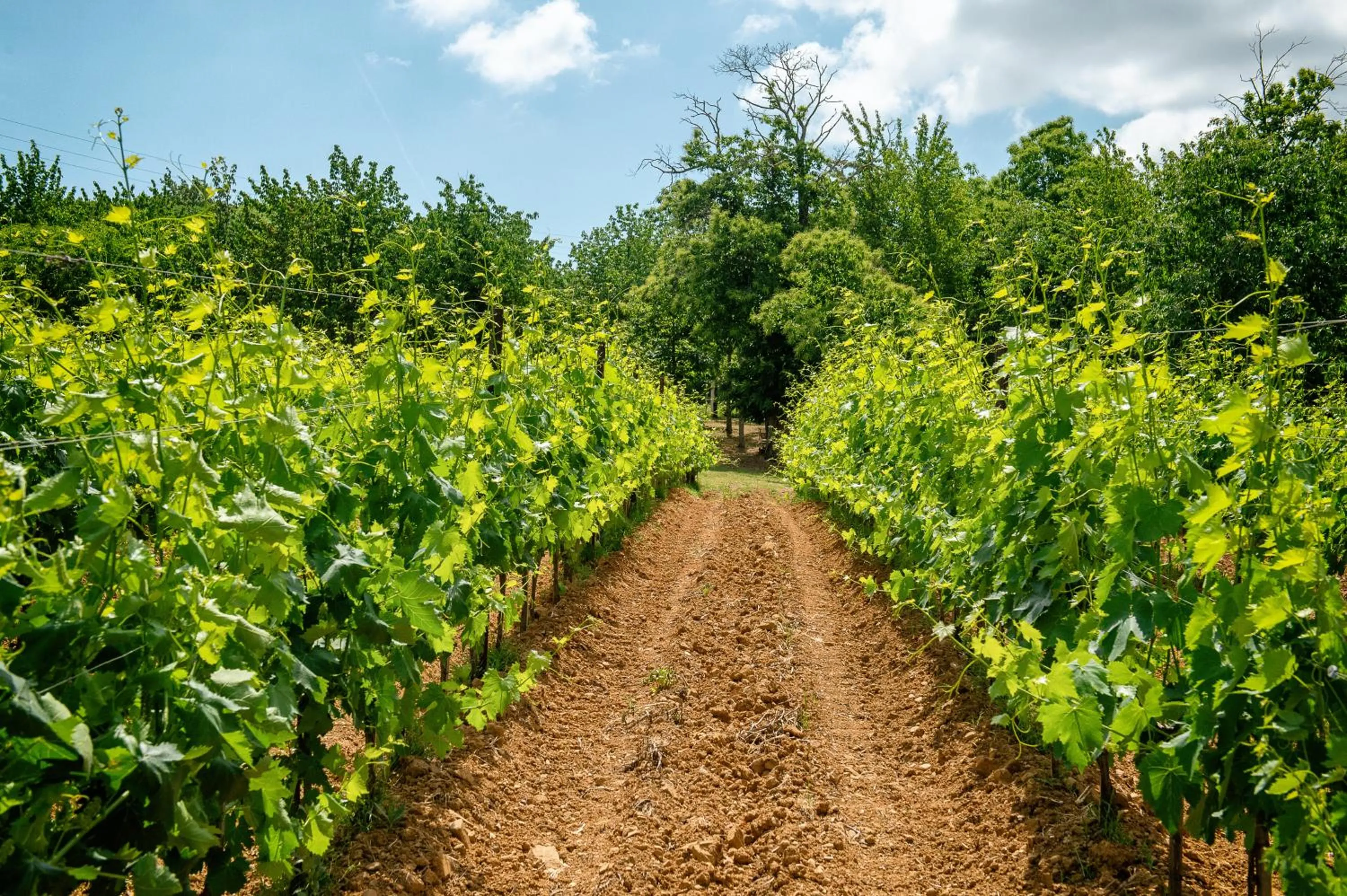Garden in Villa Le Prata - Residenza del Vescovo - Cantina & Relais
