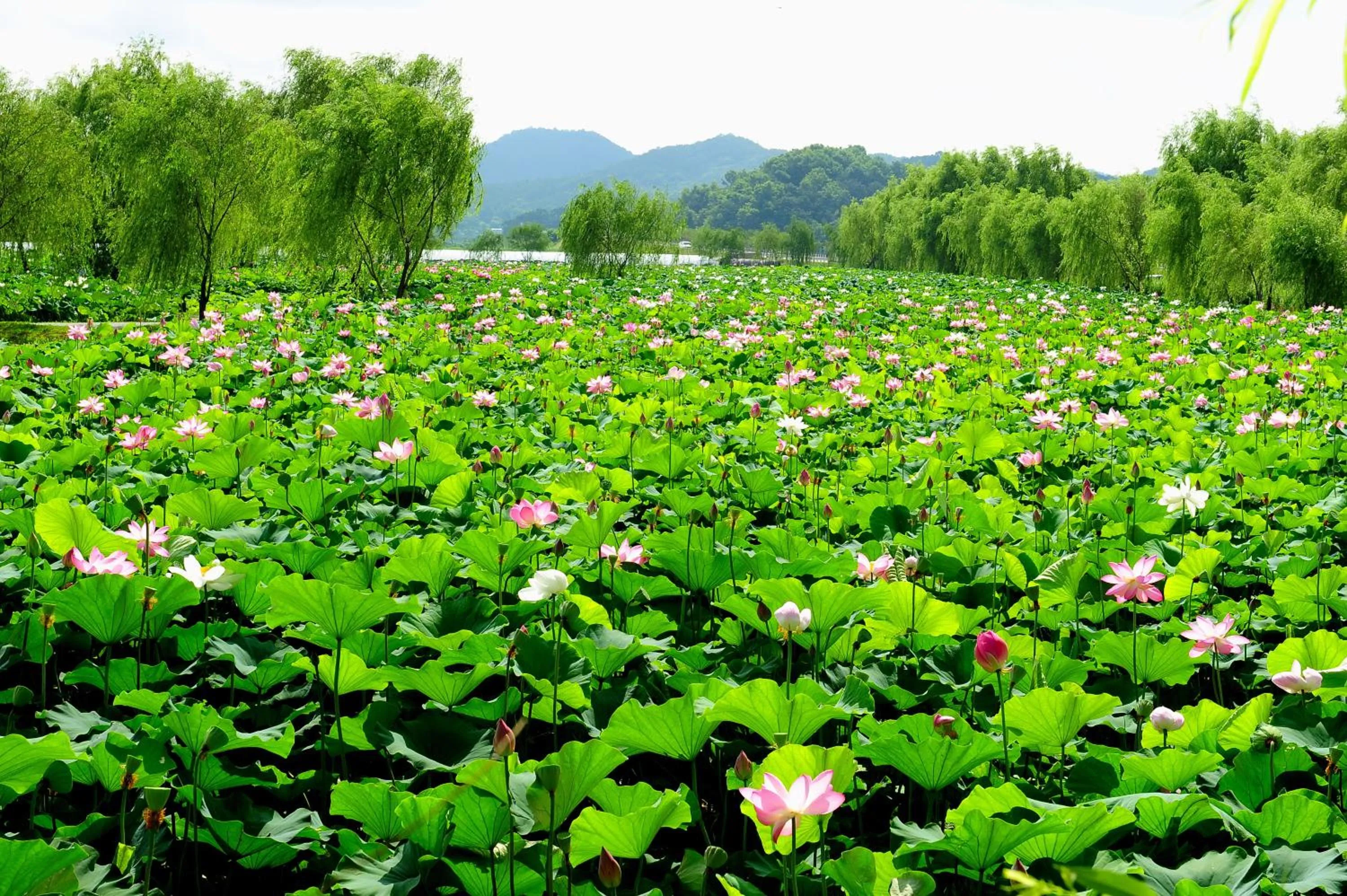 Area and facilities in Lotte Buyeo Resort