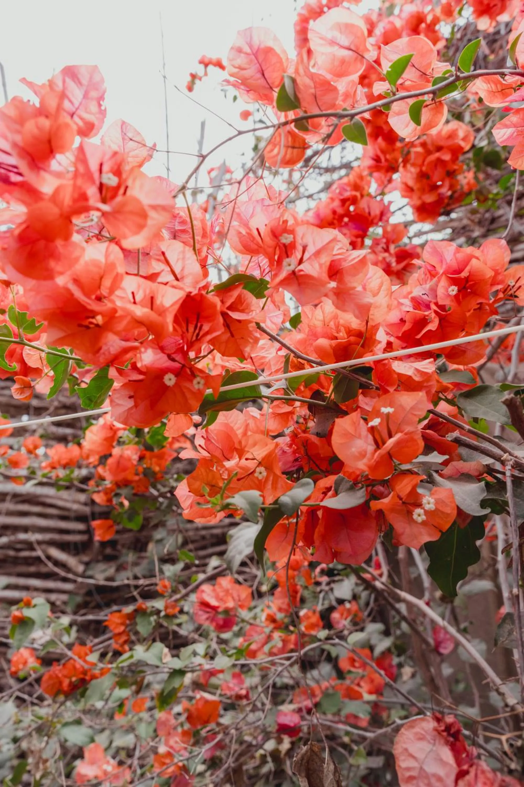 Garden in Toninas México Bungalow