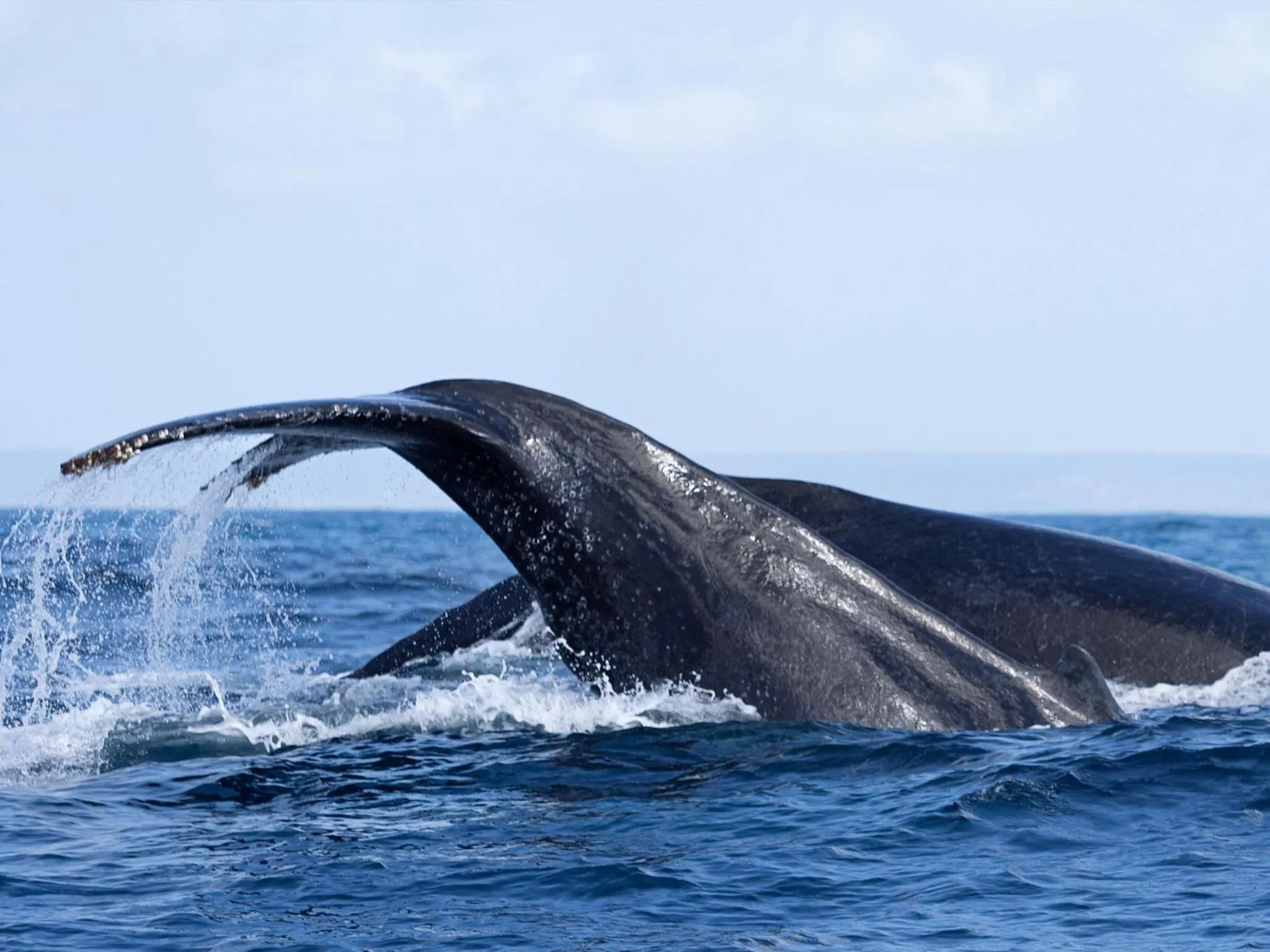 Animals in Machangulo Beach Lodge